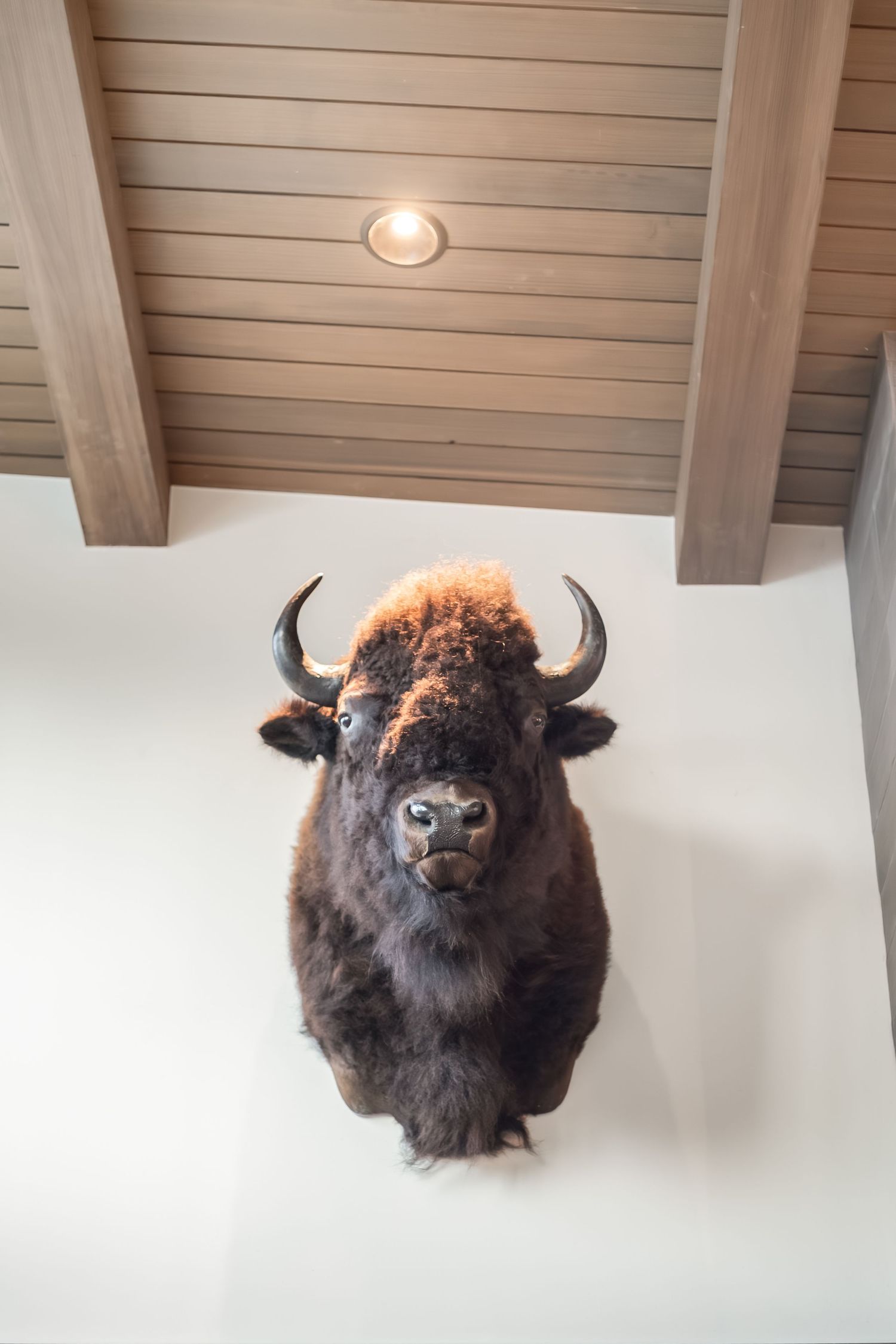 Four mounted buffalo head taxidermy pieces displayed on a white wall under wooden beams in a row.