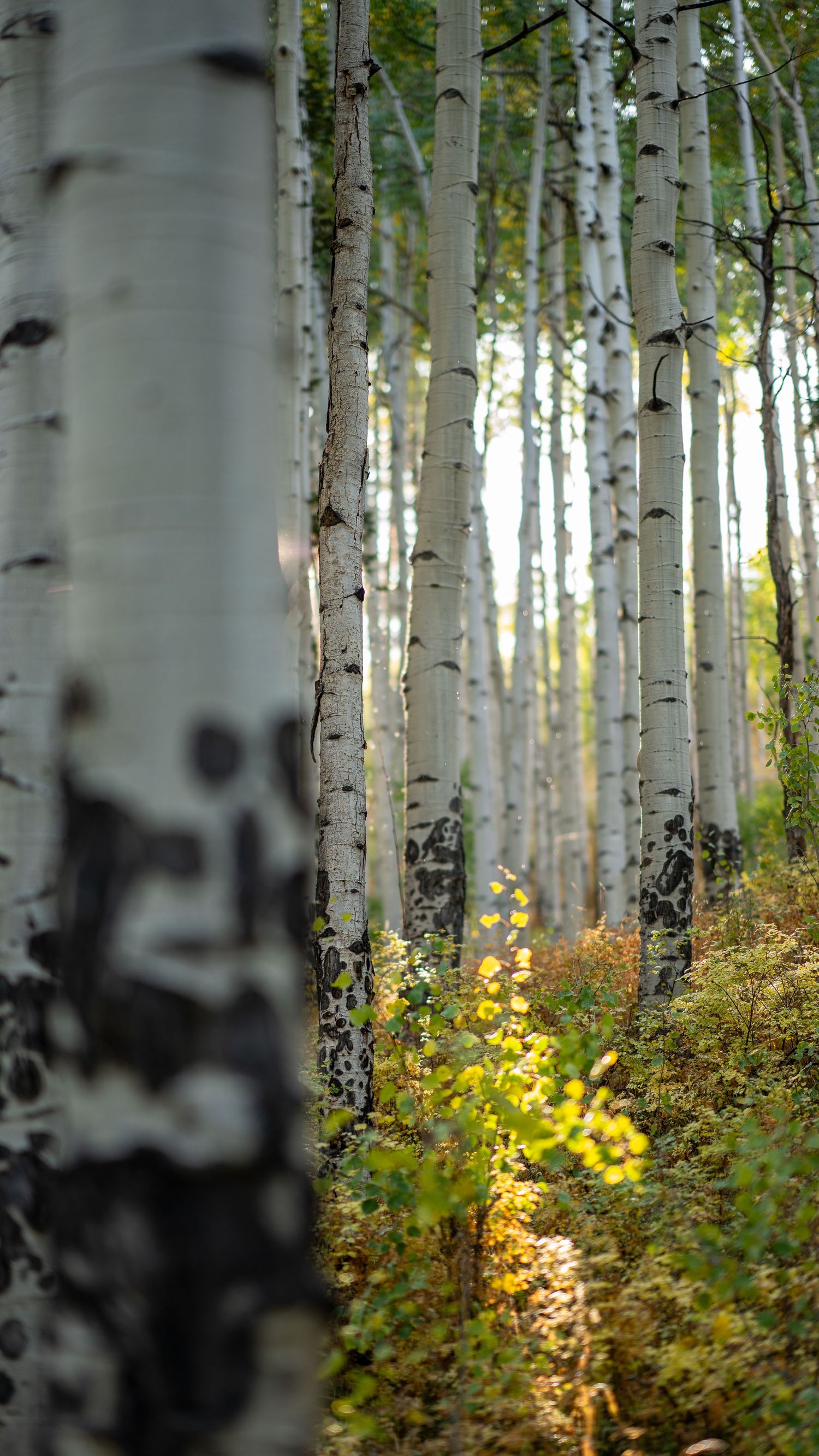A serene aspen forest with white tree trunks and golden yellow autumn foliage.
