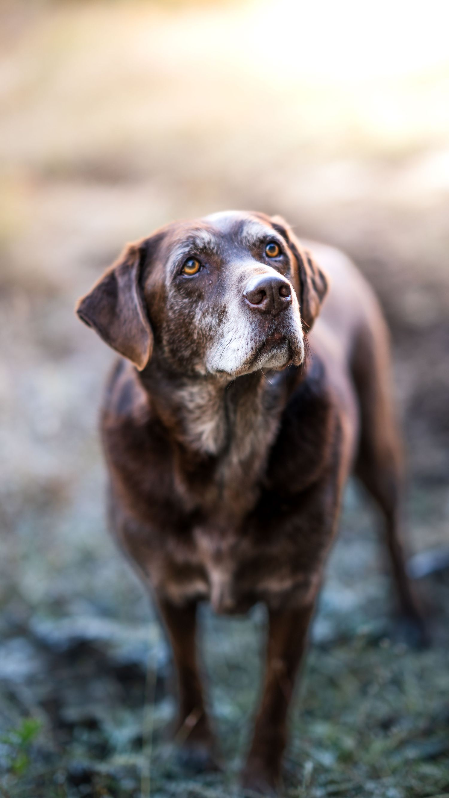 A close-up portrait of an elderly chocolate Labrador retriever with soulful eyes.