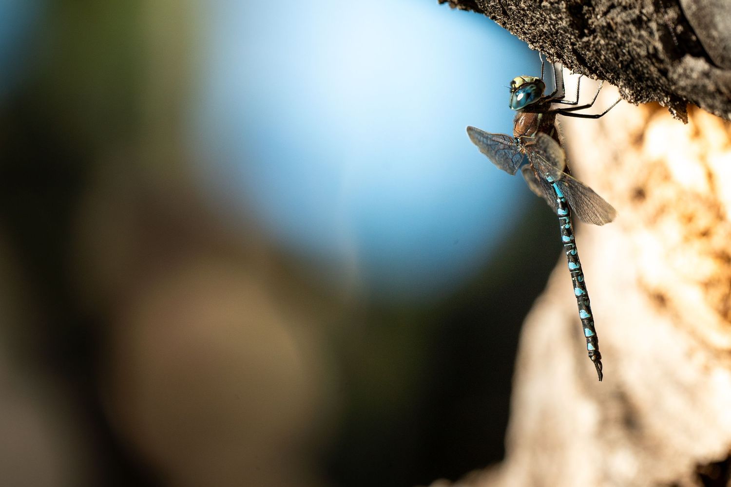 Blue and black dragonfly clinging to a rough tree trunk against a softly blurred blue sky and bokeh background.