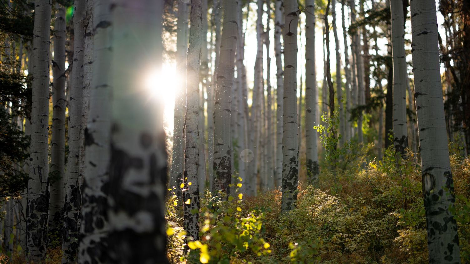 Sunlight streaming through tall aspen trees in an autumn forest.