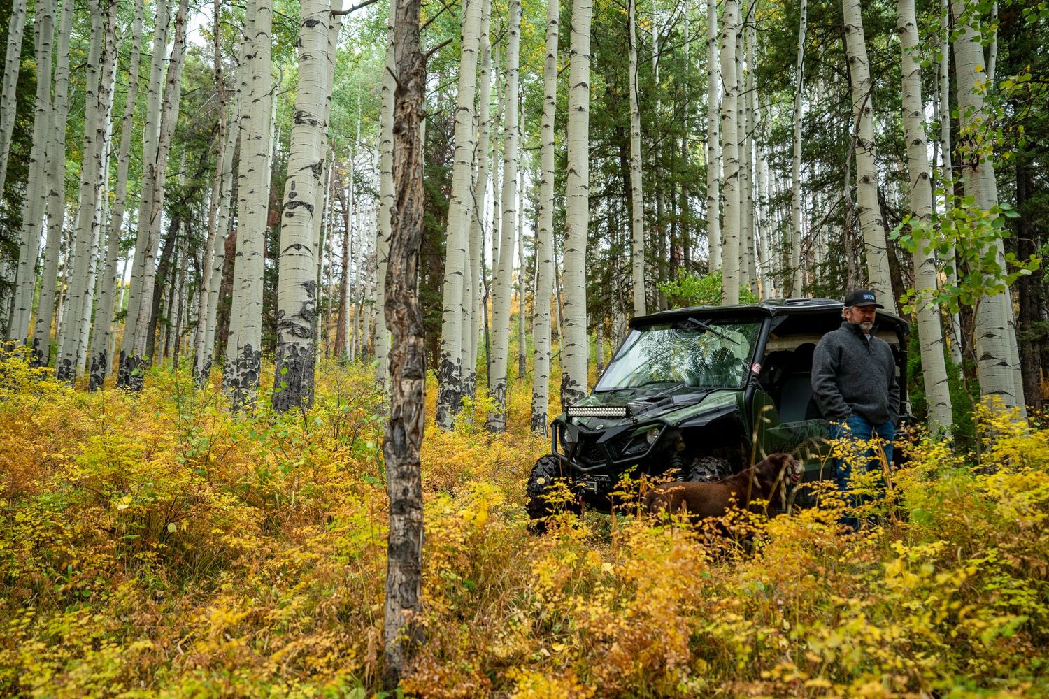 Aspen grove with white trunks and golden understory during autumn season.