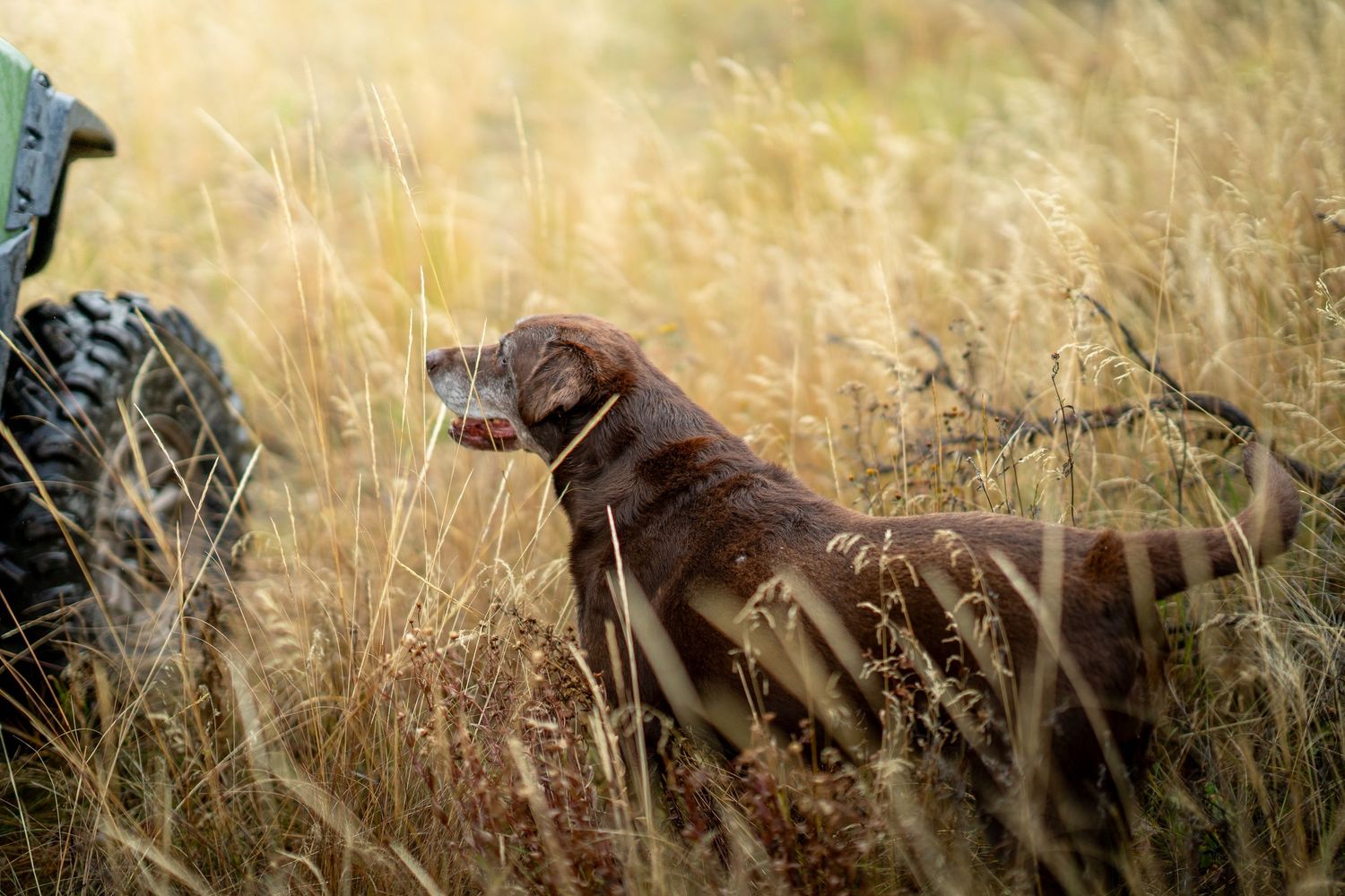 A chocolate Labrador retriever walking through tall golden grass in a field.