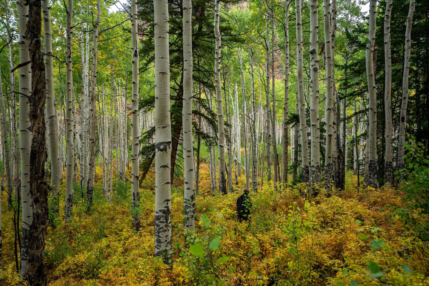 Dense forest of white aspen trees with yellow undergrowth in fall.