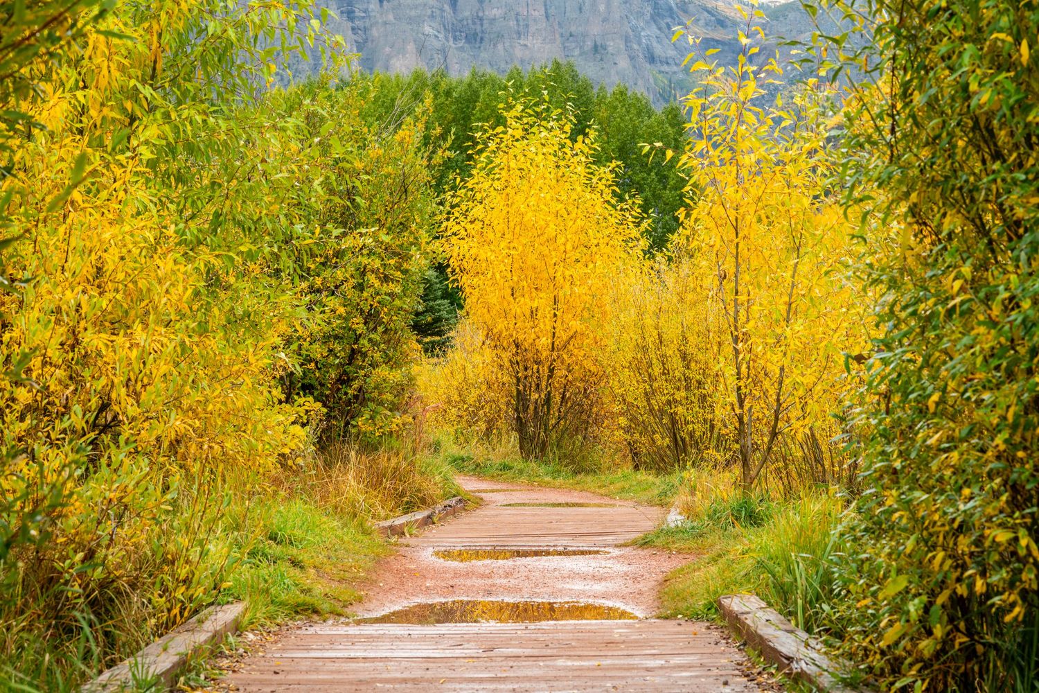 Dirt road winding through vibrant yellow fall foliage with mountains in the background.