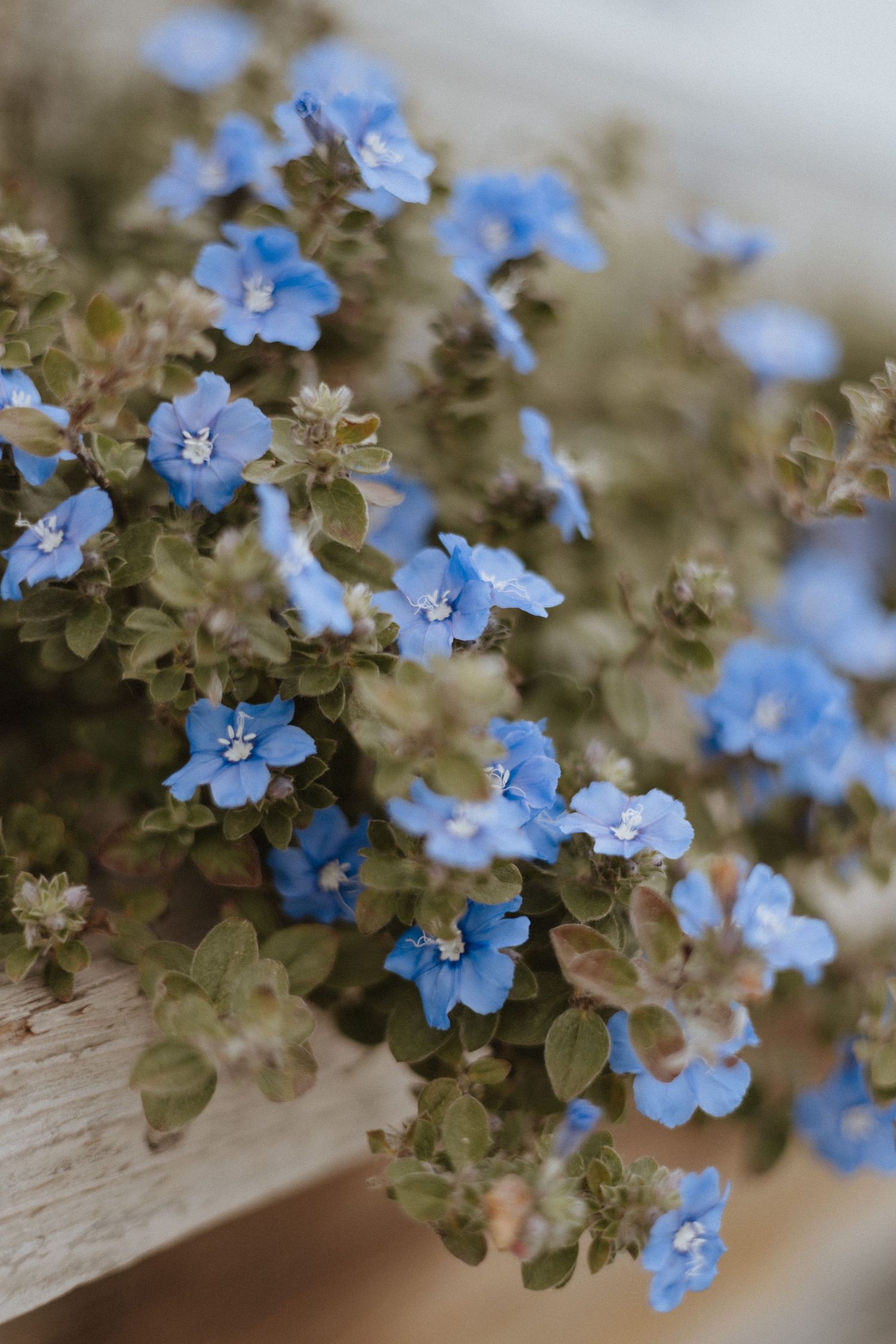 Delicate blue forget-me-not flowers bloom against weathered wood.
