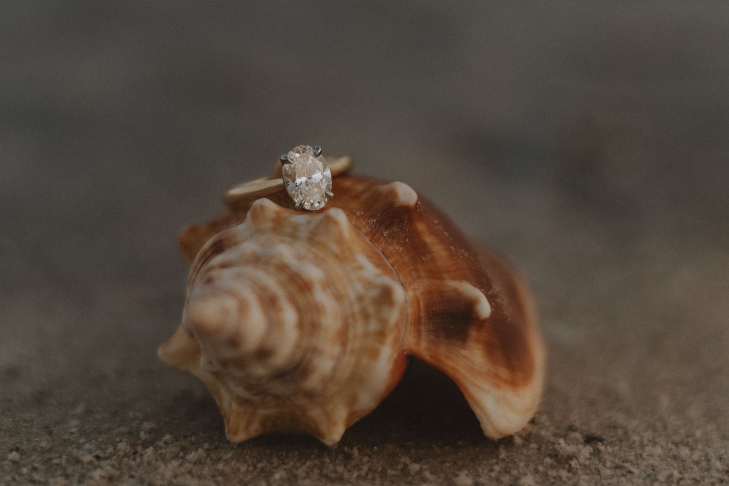 Close-up detail shot of seashells on dark textured sand.