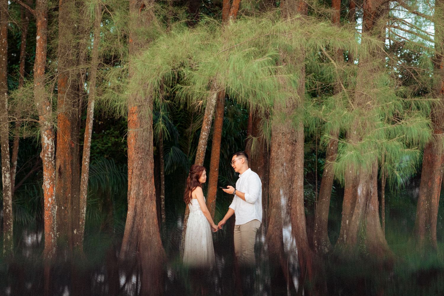 Pine forest with sunlight filtering through tall tree trunks.