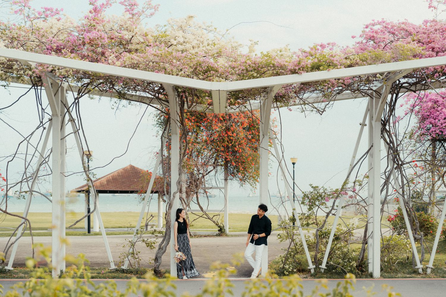 Pink flowering trees bloom over a white pergola structure in a garden setting.