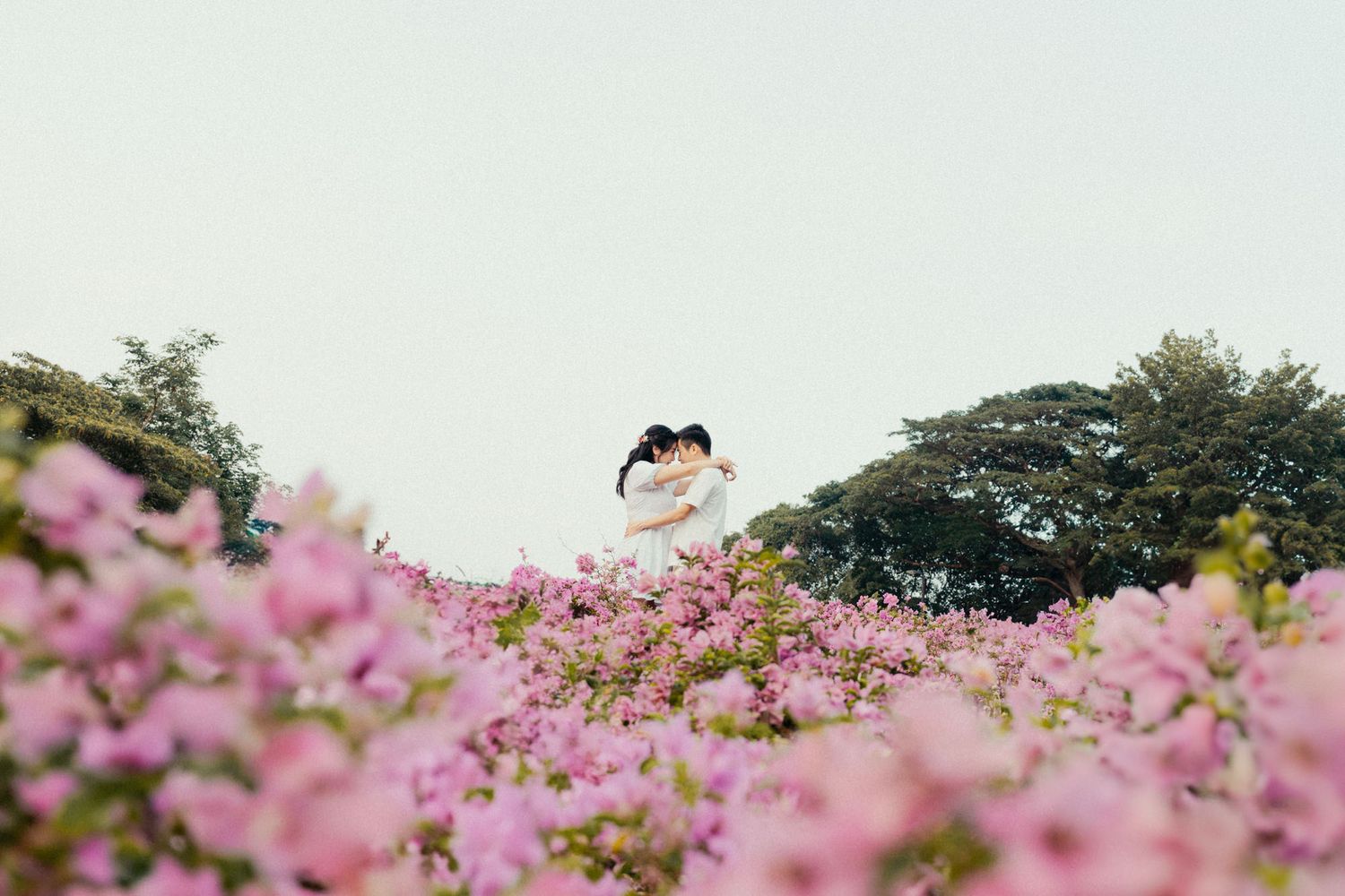 Couple embracing among blooming pink flowers with lush green trees in the background on a serene day.