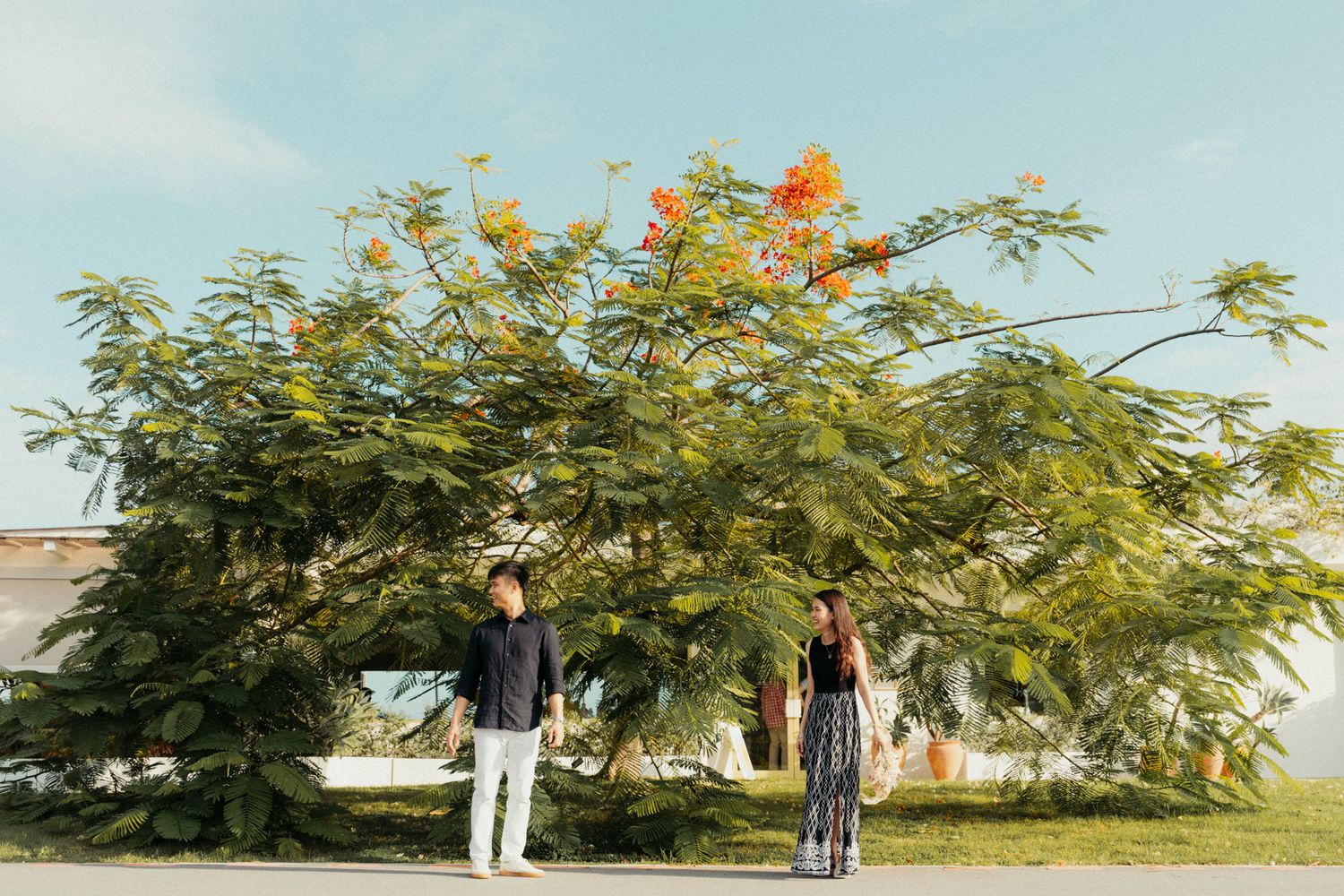 Row of blooming yellow trees line a path under bright blue sky.