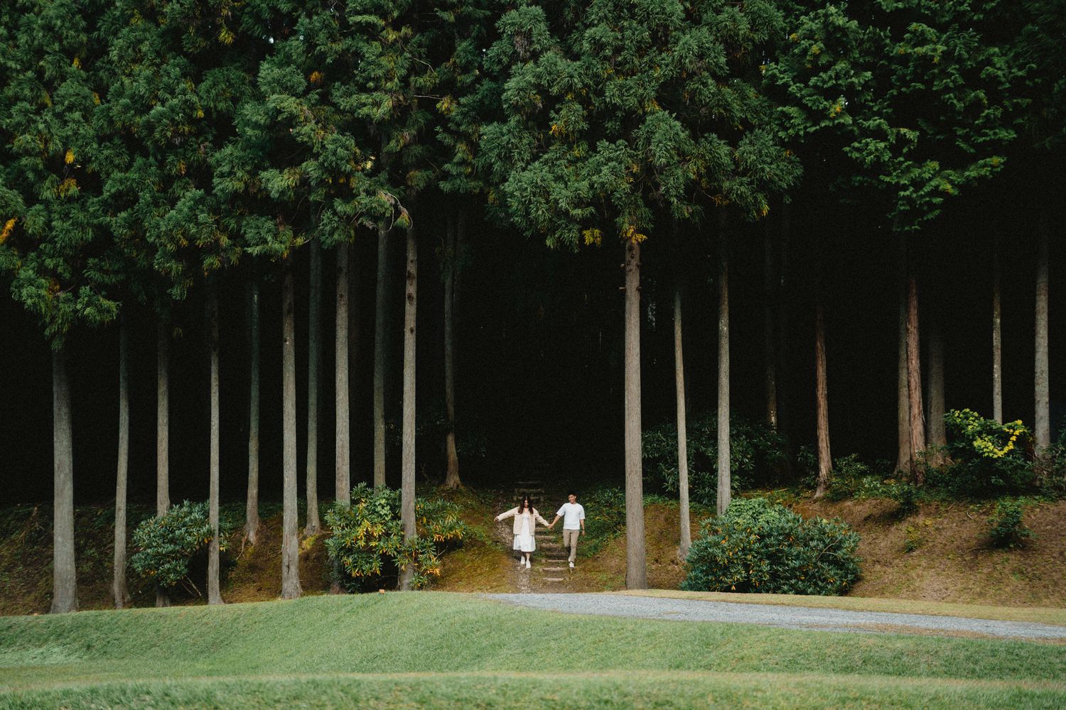 Lush green forest path with tall trees creating a natural archway.