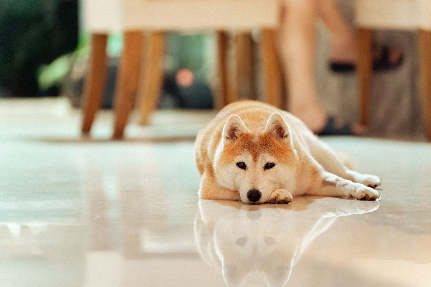 A fluffy Shiba Inu dog lying on a shiny white floor, looking calm and relaxed indoors.