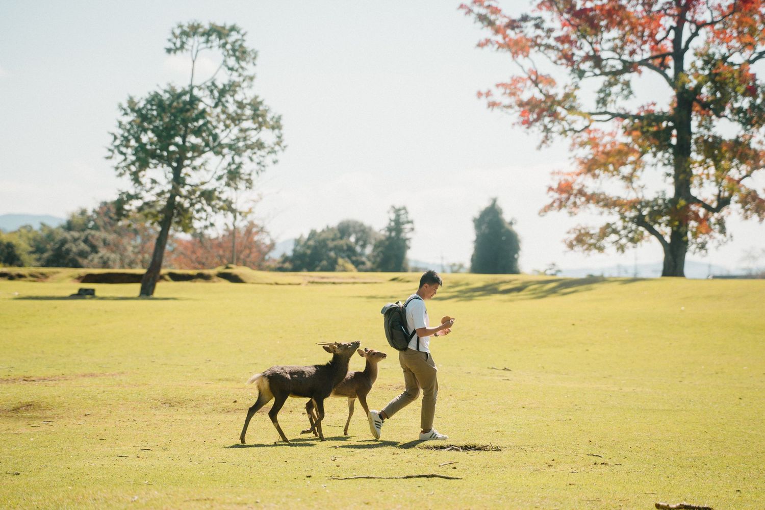 Person walking two dogs across a sunny hilltop meadow with autumn trees.