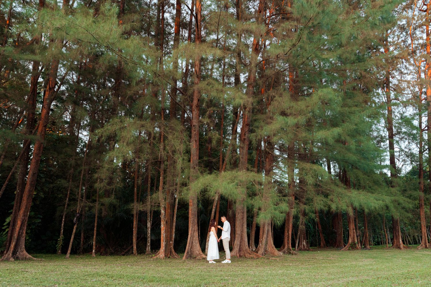 Serene pine forest with tall trees creating natural pathways.