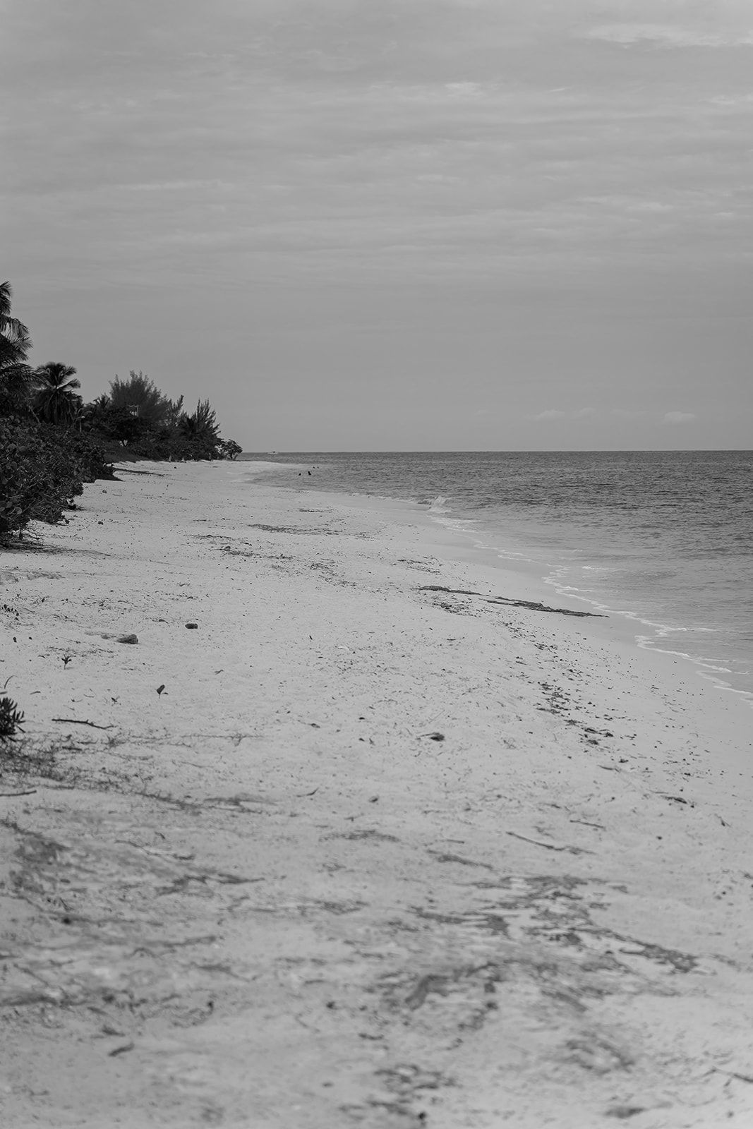 Black and white photo of a serene tropical beach with palm trees, calm waves, and white sand stretching into the horizon.