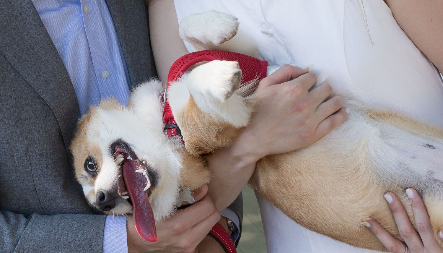 A happy Corgi puppy in a red harness being held by a couple in formal wedding attire.