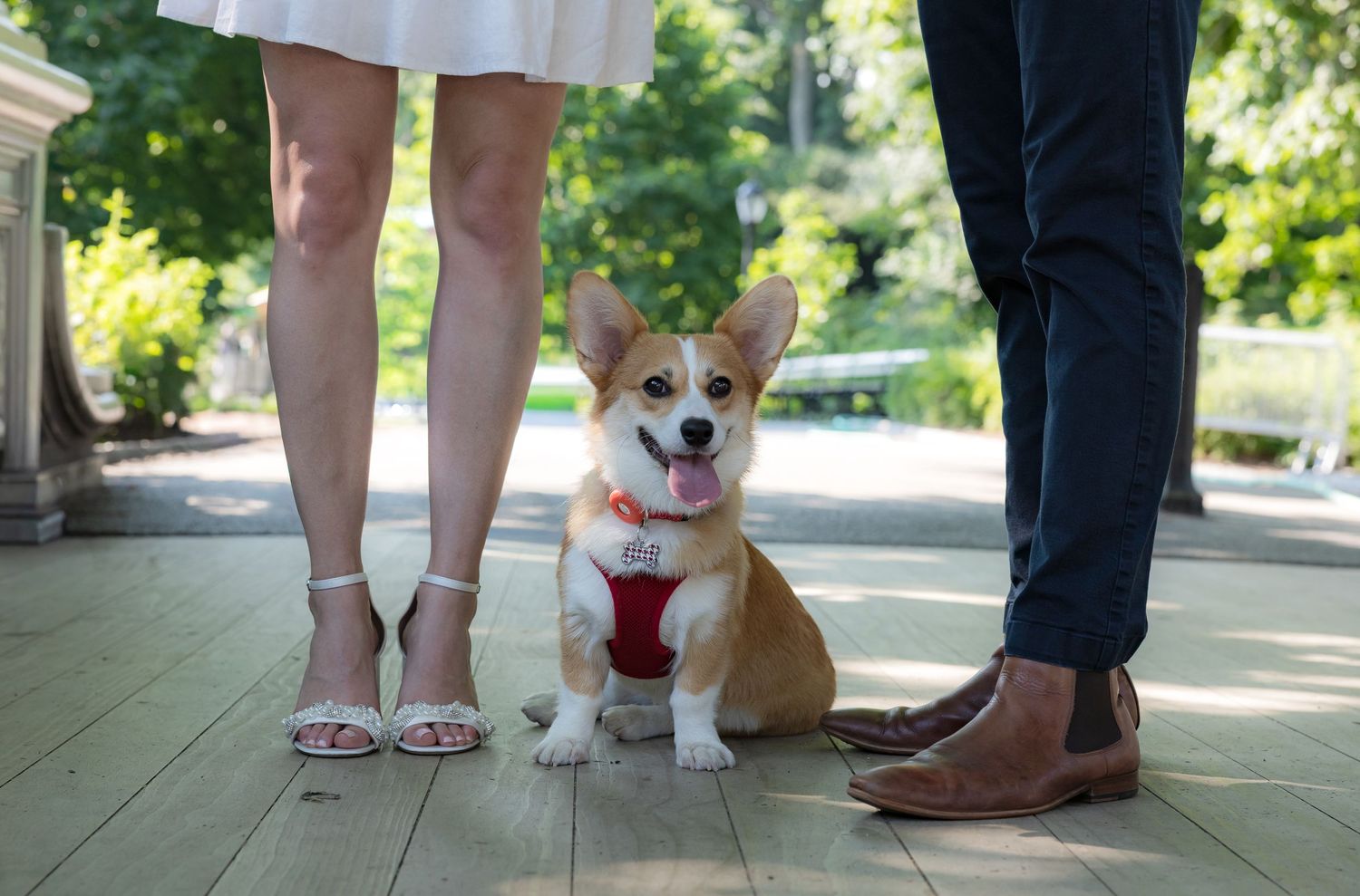 A happy Corgi dog wearing a red harness sits between a couple on a wooden deck outdoors.