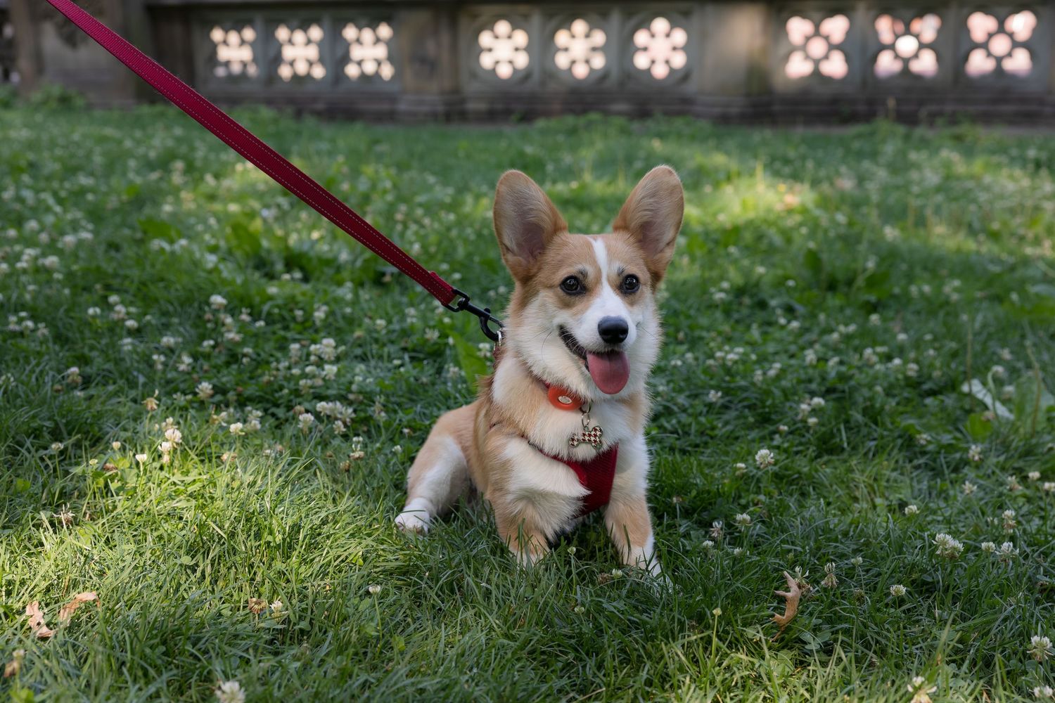 A happy Corgi puppy on a red leash sits in green grass, tongue out, in a sunny park setting.