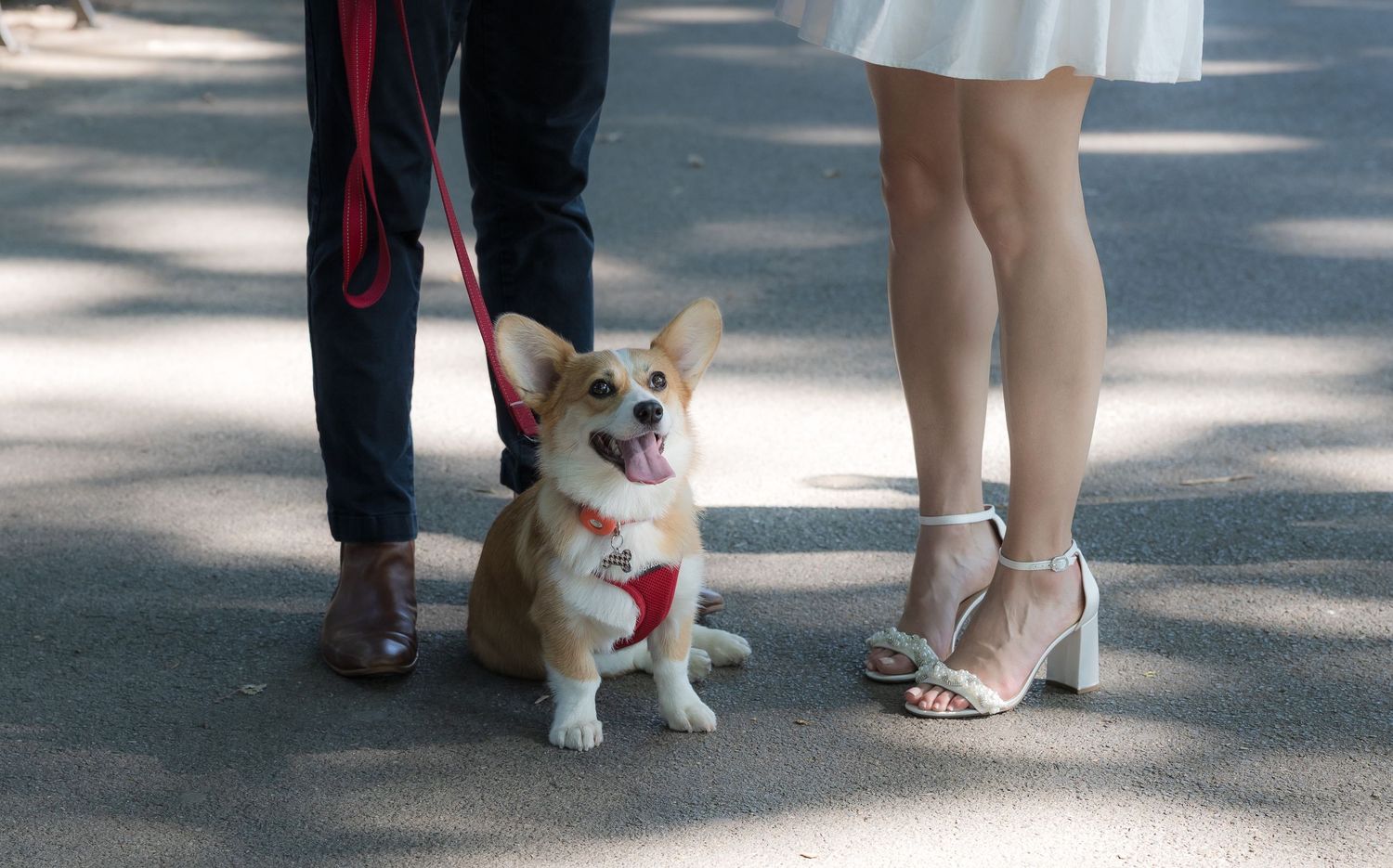 Happy Corgi dog on red leash standing between two people outdoors on a sunny day.