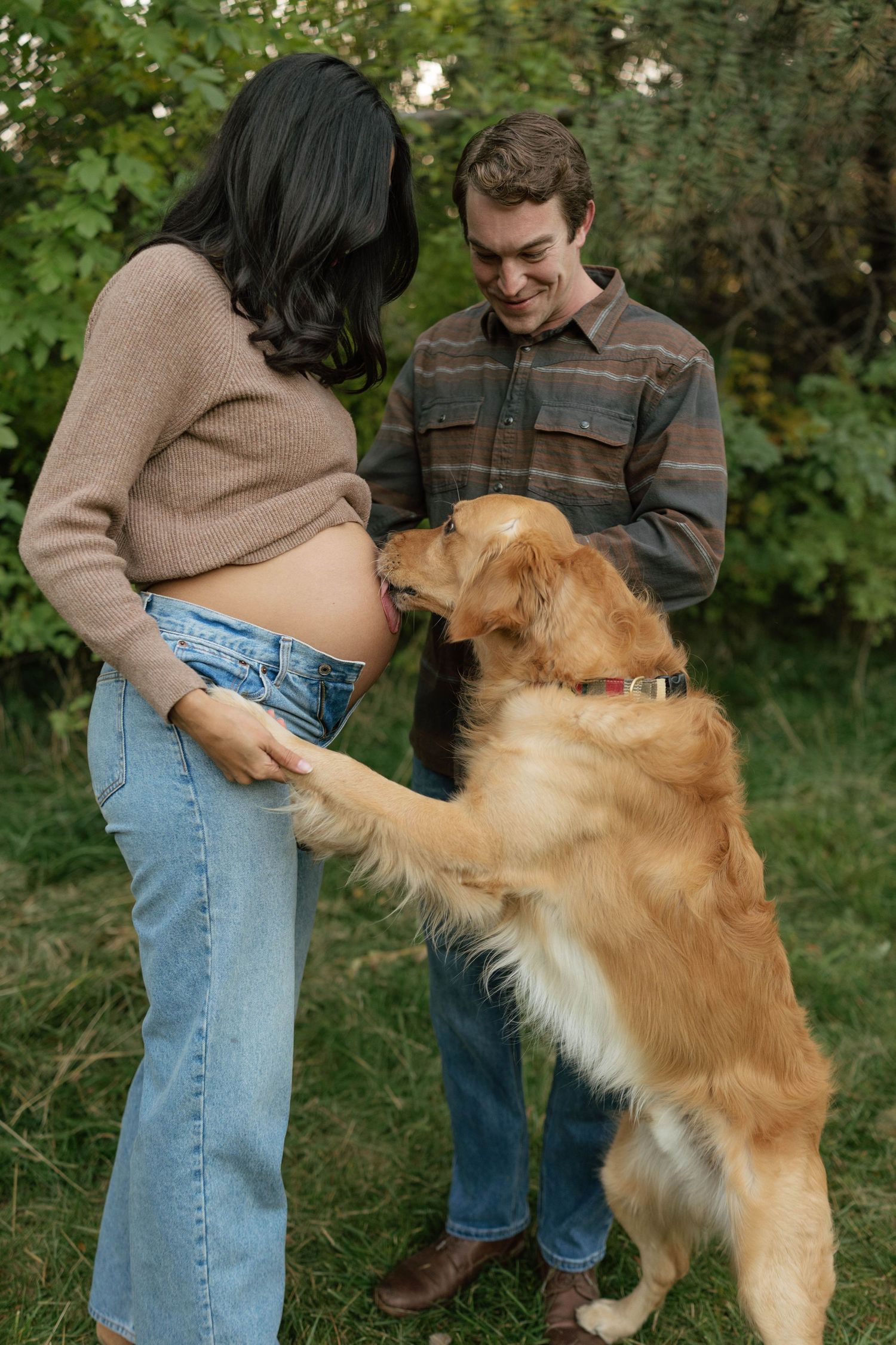 A golden retriever playfully jumps up to greet an expecting mom, maternity session with golden retriever. Belly out maternities with jeans.