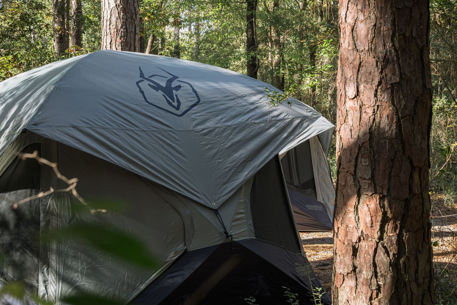 A gray camping tent set up between pine trees in a forest campsite.