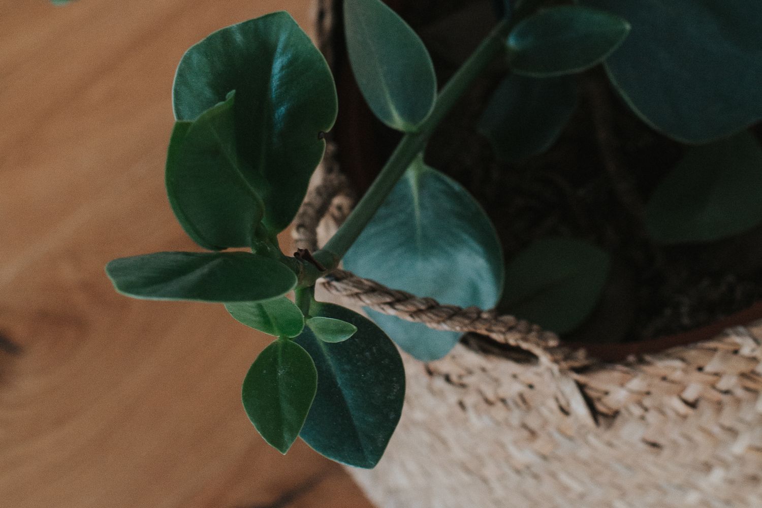 plant