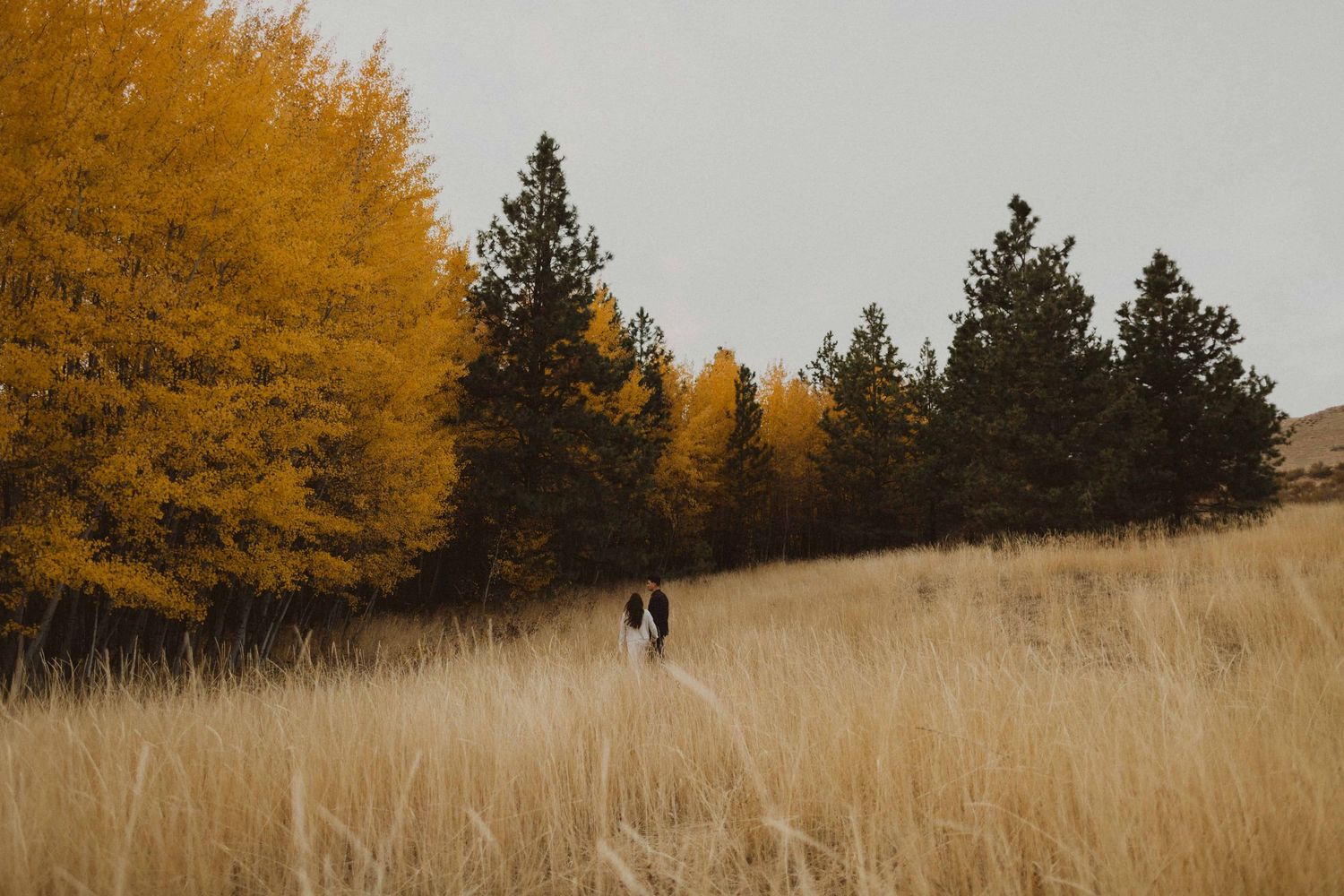 Rolling hills covered in tall grass with evergreen trees and autumn colors in the distance.