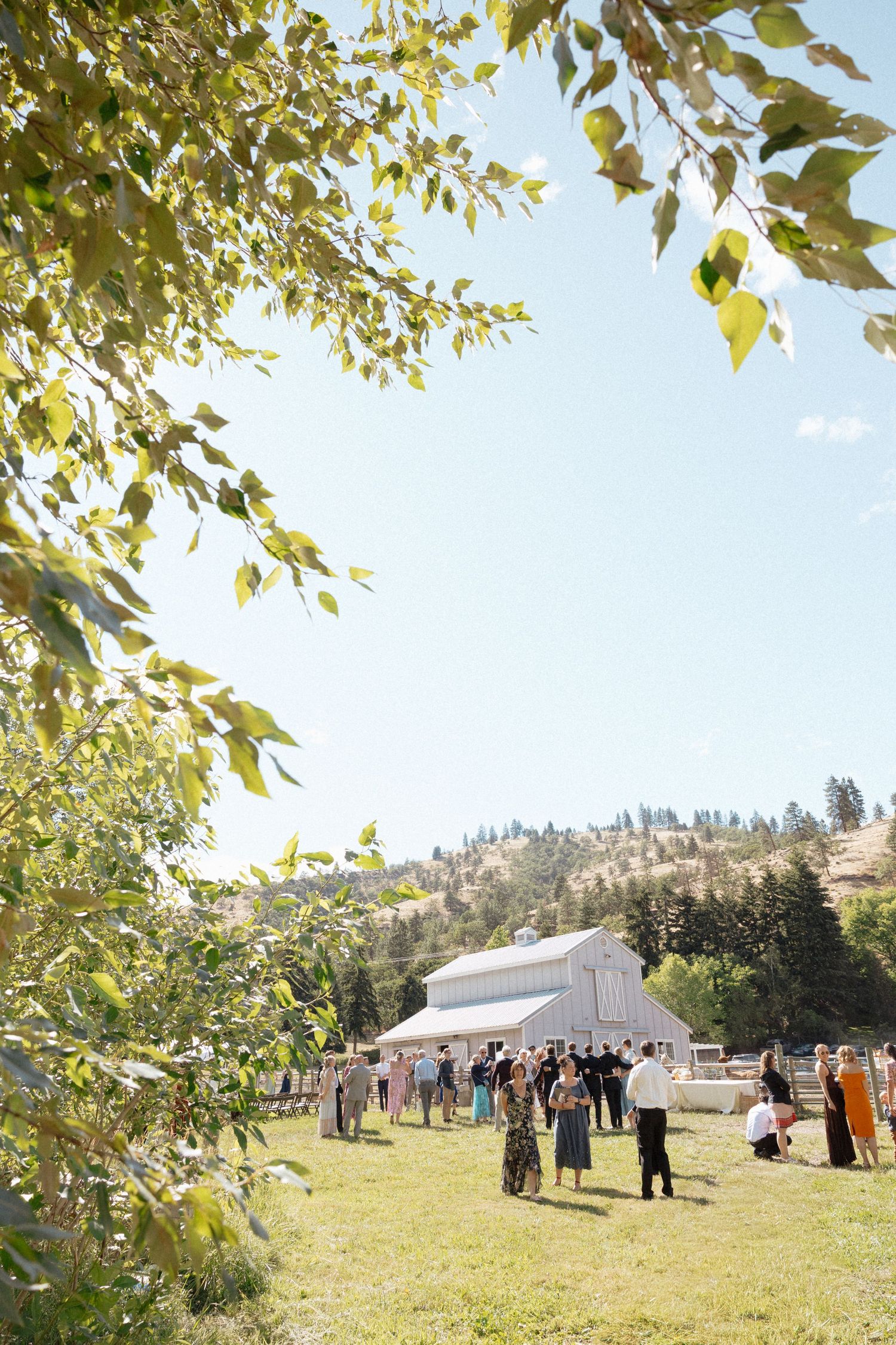 Wedding guests mingle on a sunny green lawn with a rustic white barn and rolling hills in the background.