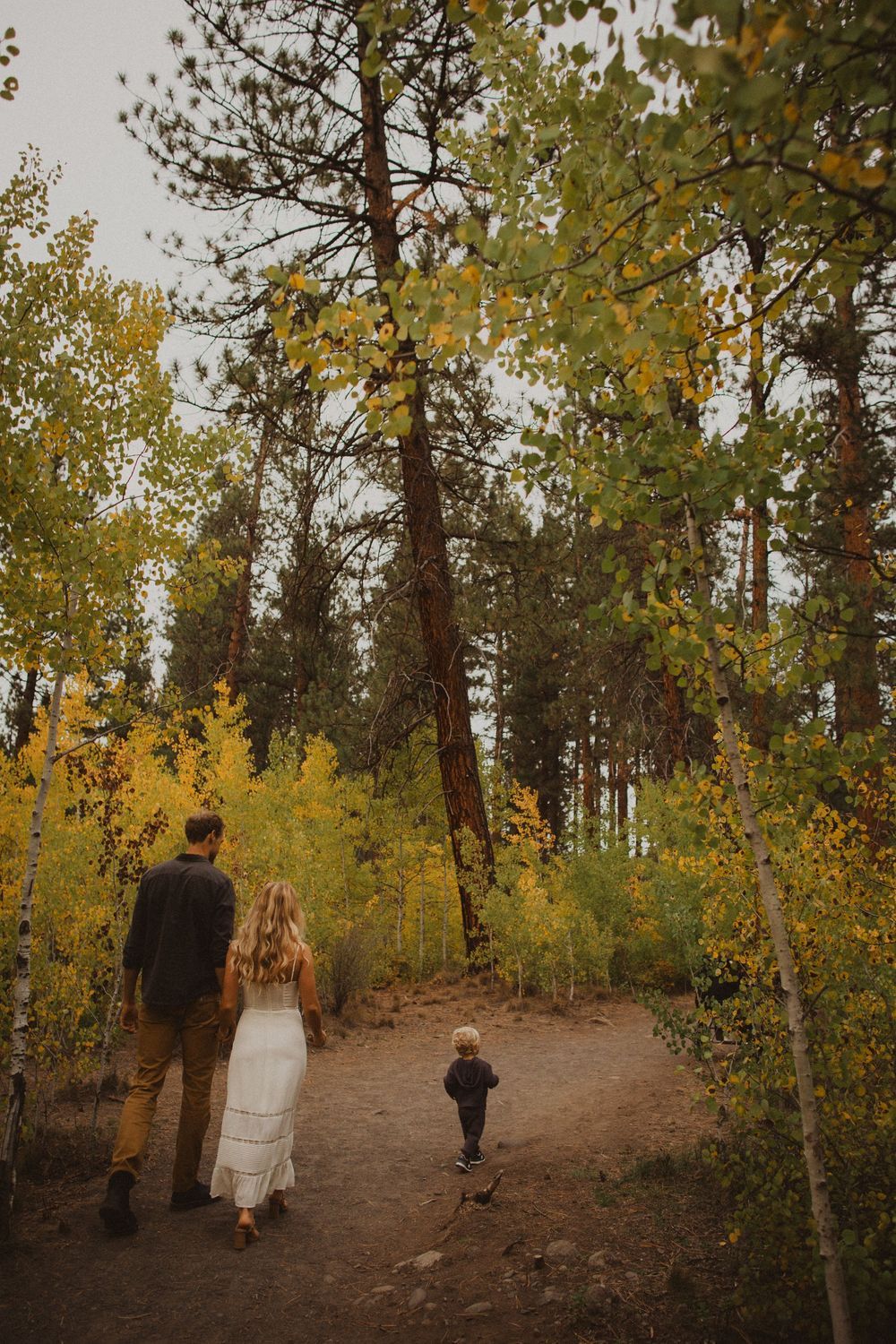 A wooded trail winds through golden aspen trees during autumn.