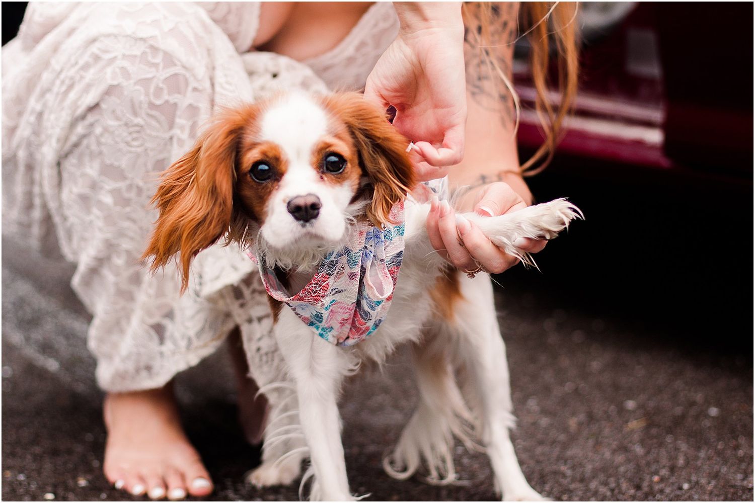 A small Cavalier King Charles Spaniel in a floral dress poses with the bride.