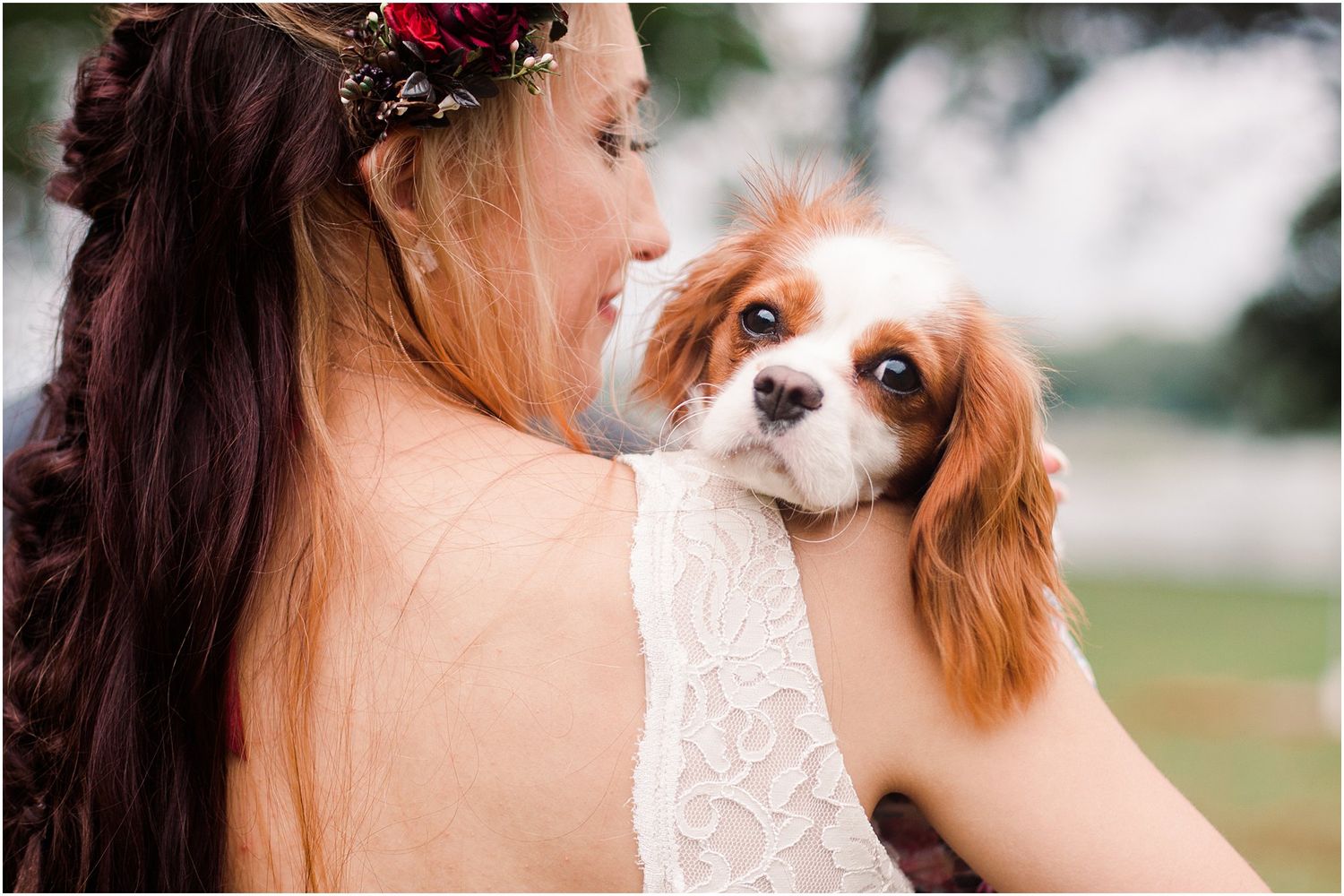 A Cavalier King Charles Spaniel cuddles with someone in a lace wedding dress outdoors.