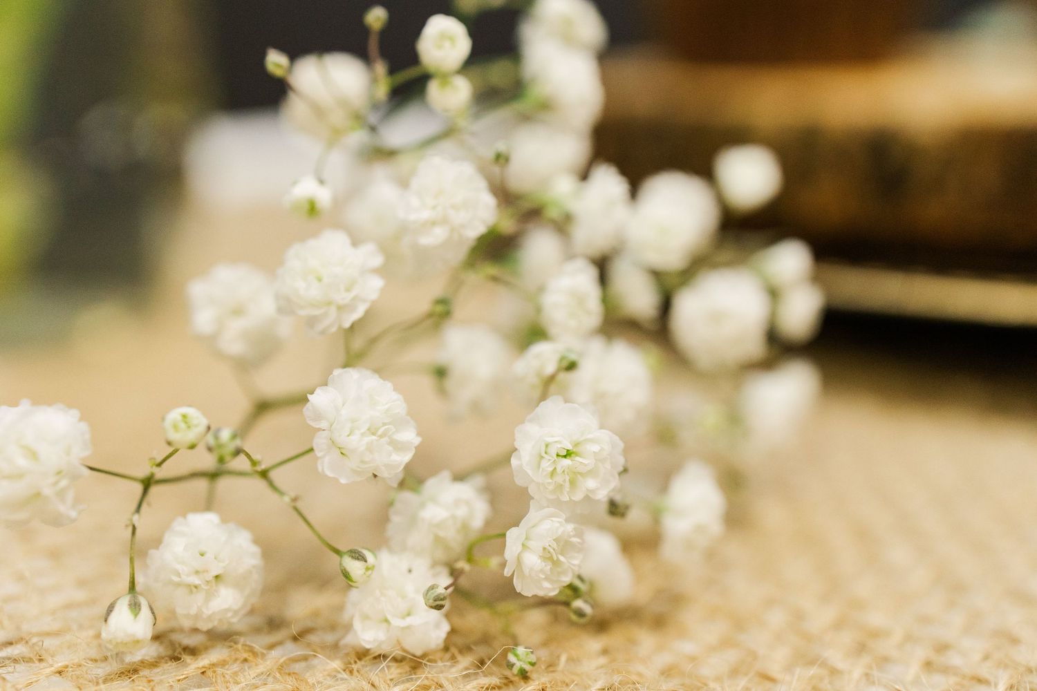 Close-up of delicate white baby's breath flowers against beige background.