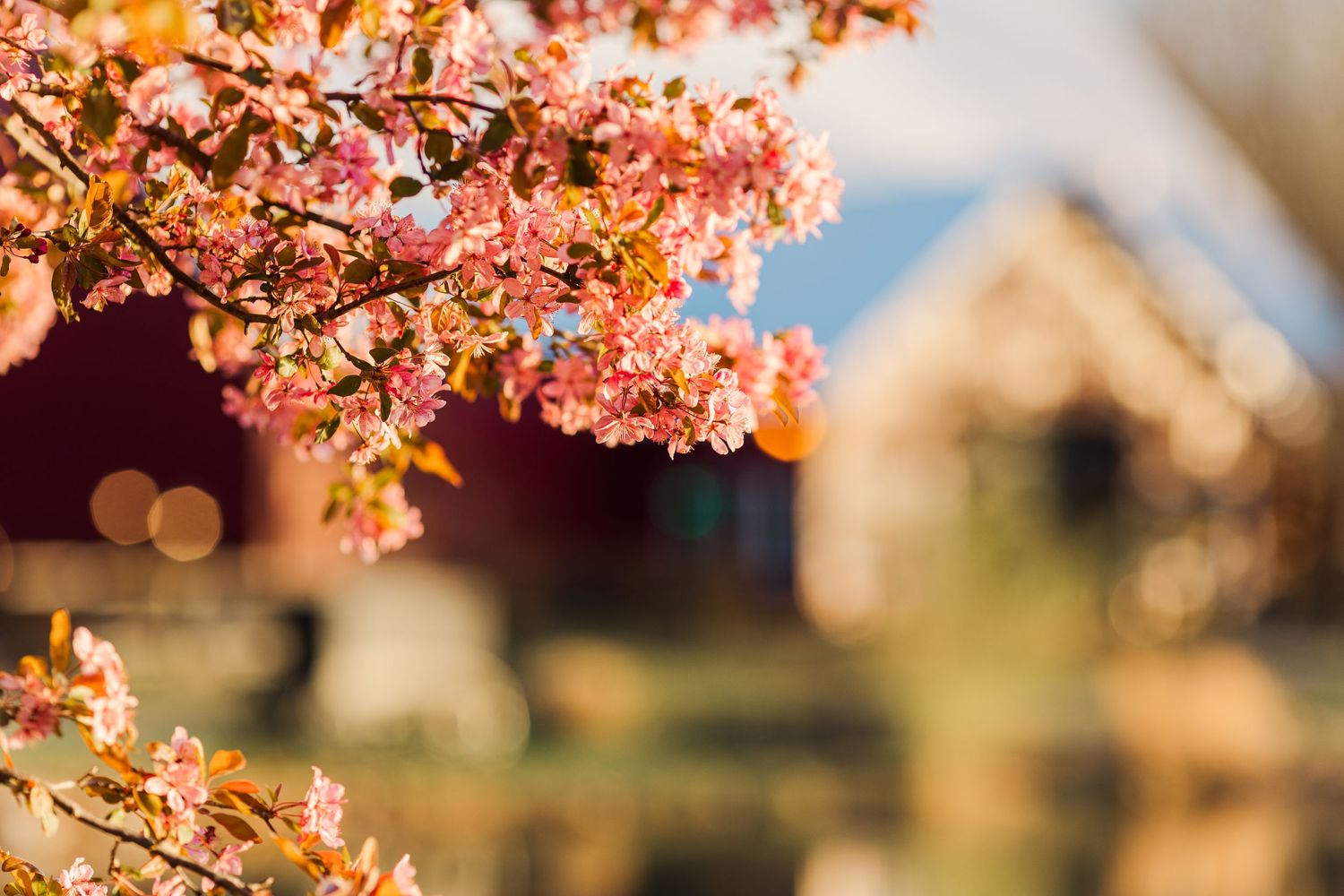 Cherry blossoms in soft focus with bokeh lights and building silhouette in background.