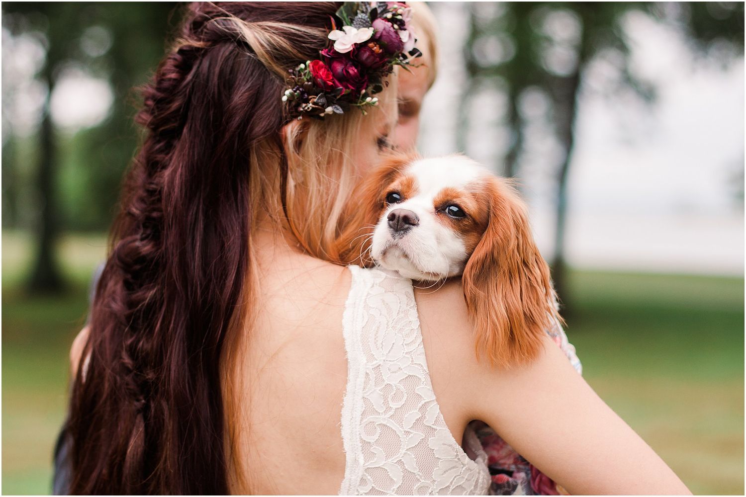 A brown and white Cavalier King Charles Spaniel looks over the shoulder of someone in a wedding dress.