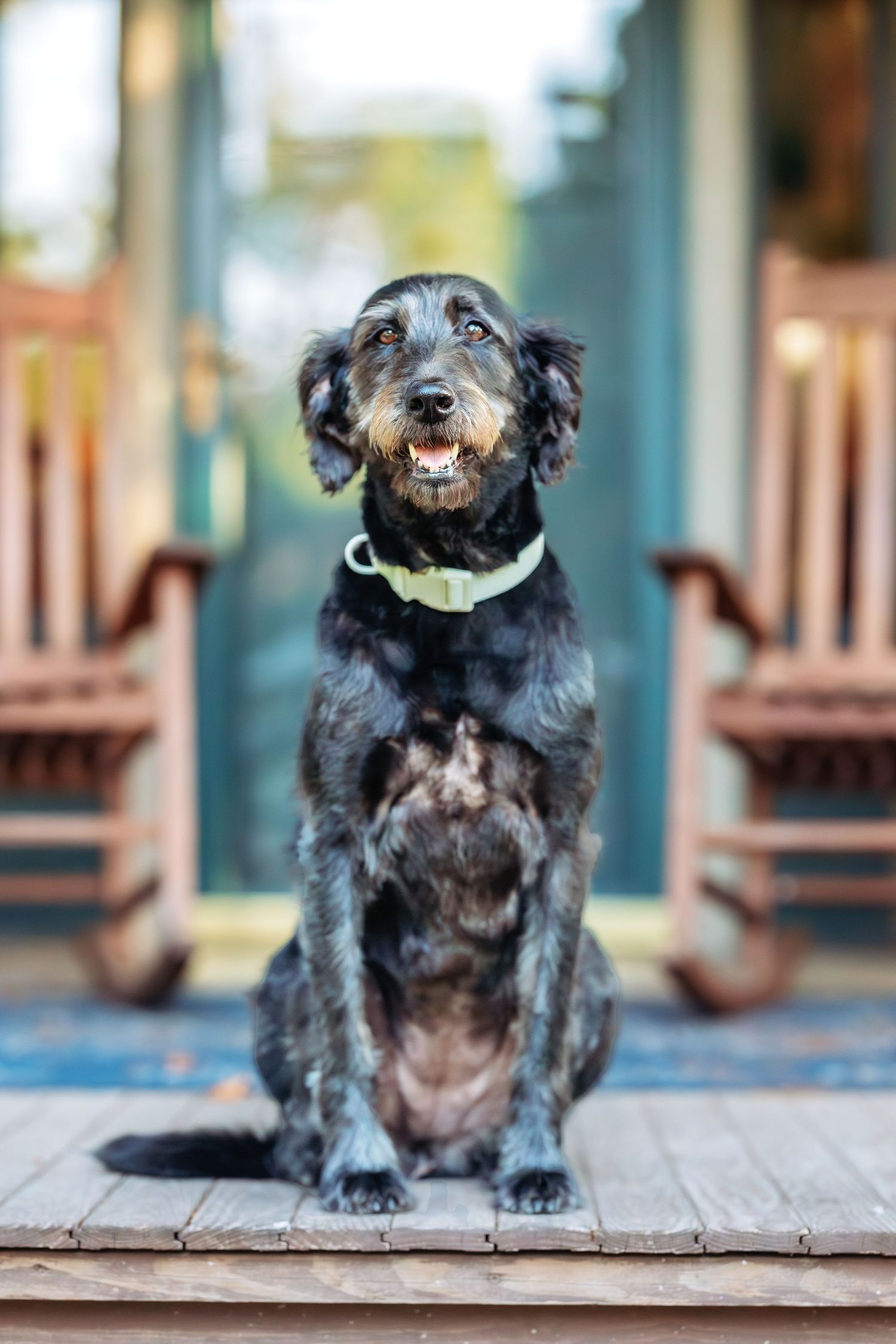 Black dog sitting on wooden deck showing different playful expressions in sequence of photos.