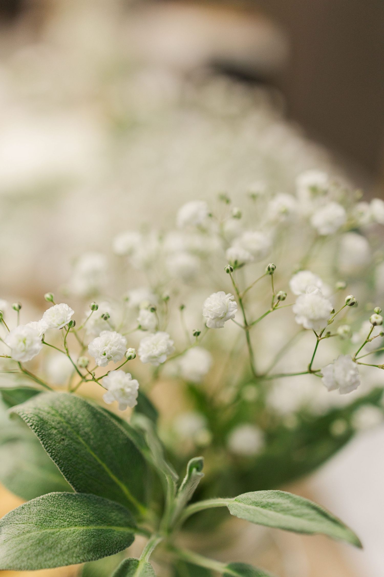 Close-up of delicate white baby's breath flowers with green leaves in soft focus.