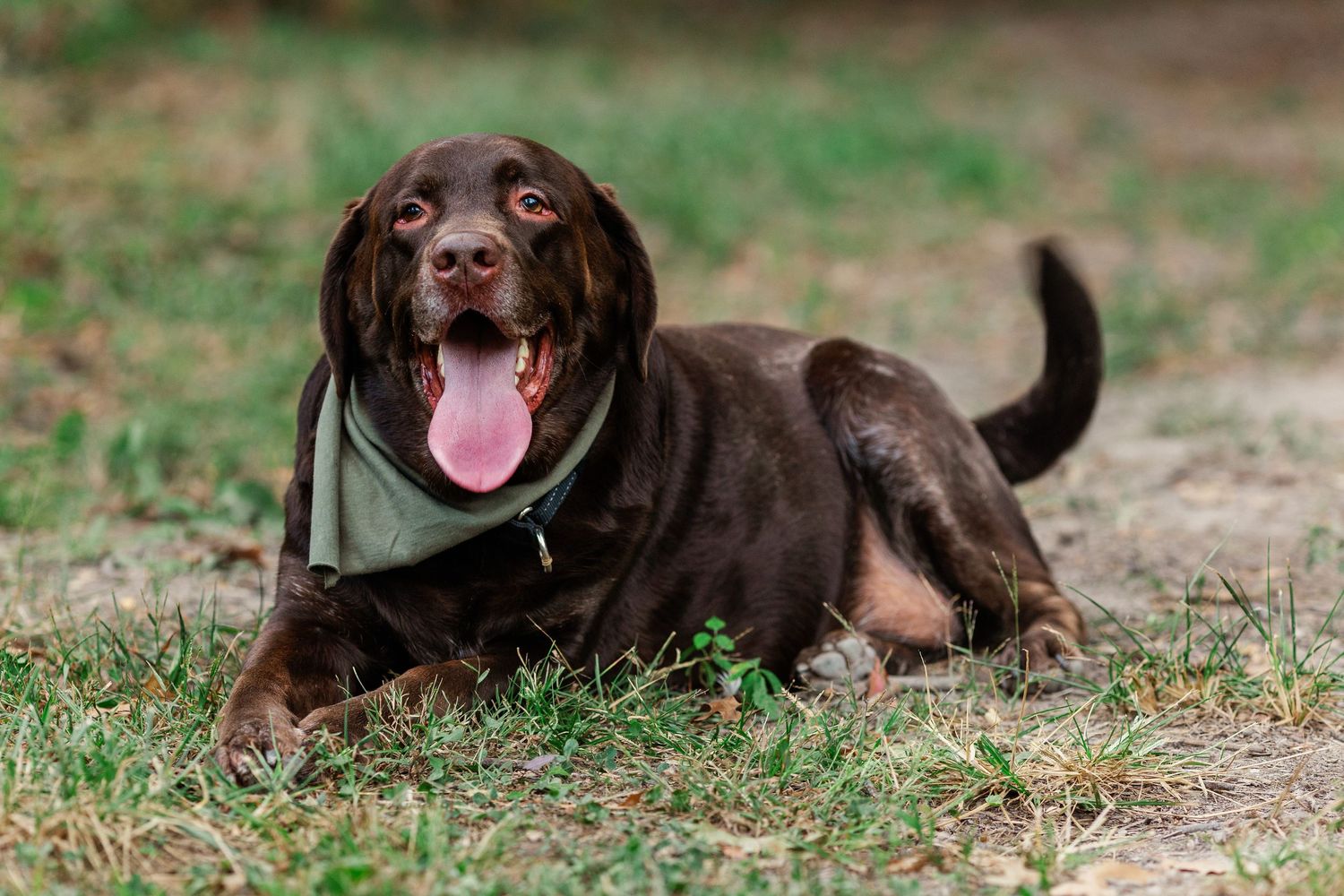 A chocolate labrador dog lying in grass during an outdoor photoshoot.