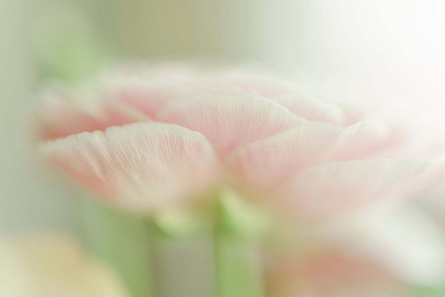 Soft focus macro shot of pink petals with dreamy light green background.