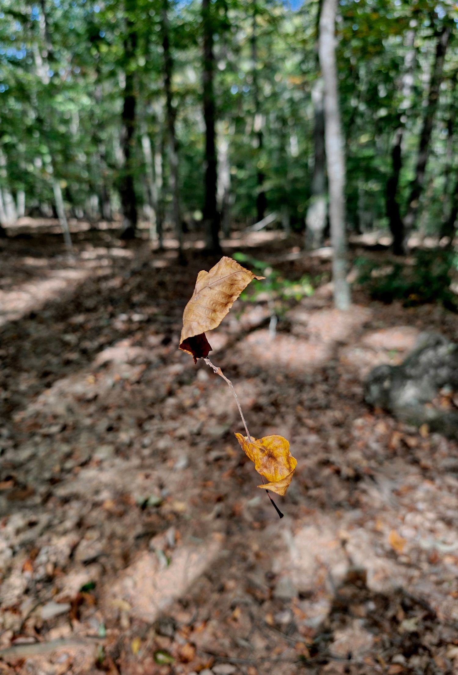 Autumn leaves hanging on spider web at Lake Anna State Park in Virginia. Found during a nature hike in the forest surrounding the lake.