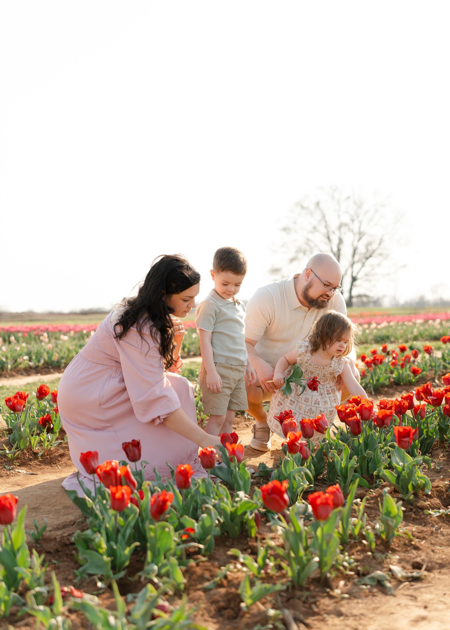 Family of four explores a vibrant red tulip field, bending down to examine the blooms together.
