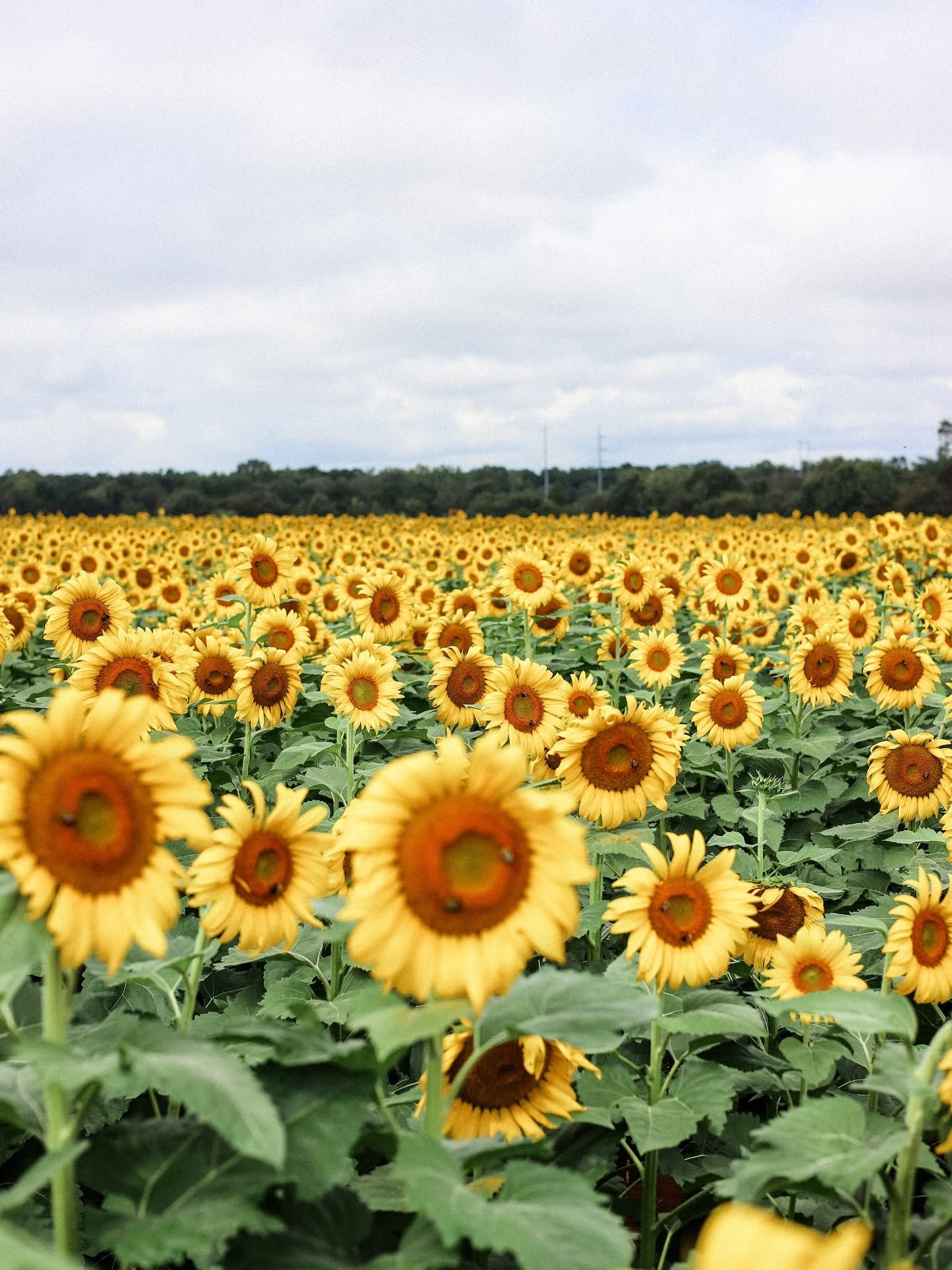 A vast field of bright yellow sunflowers in full bloom stretching to the horizon under a cloudy sky.