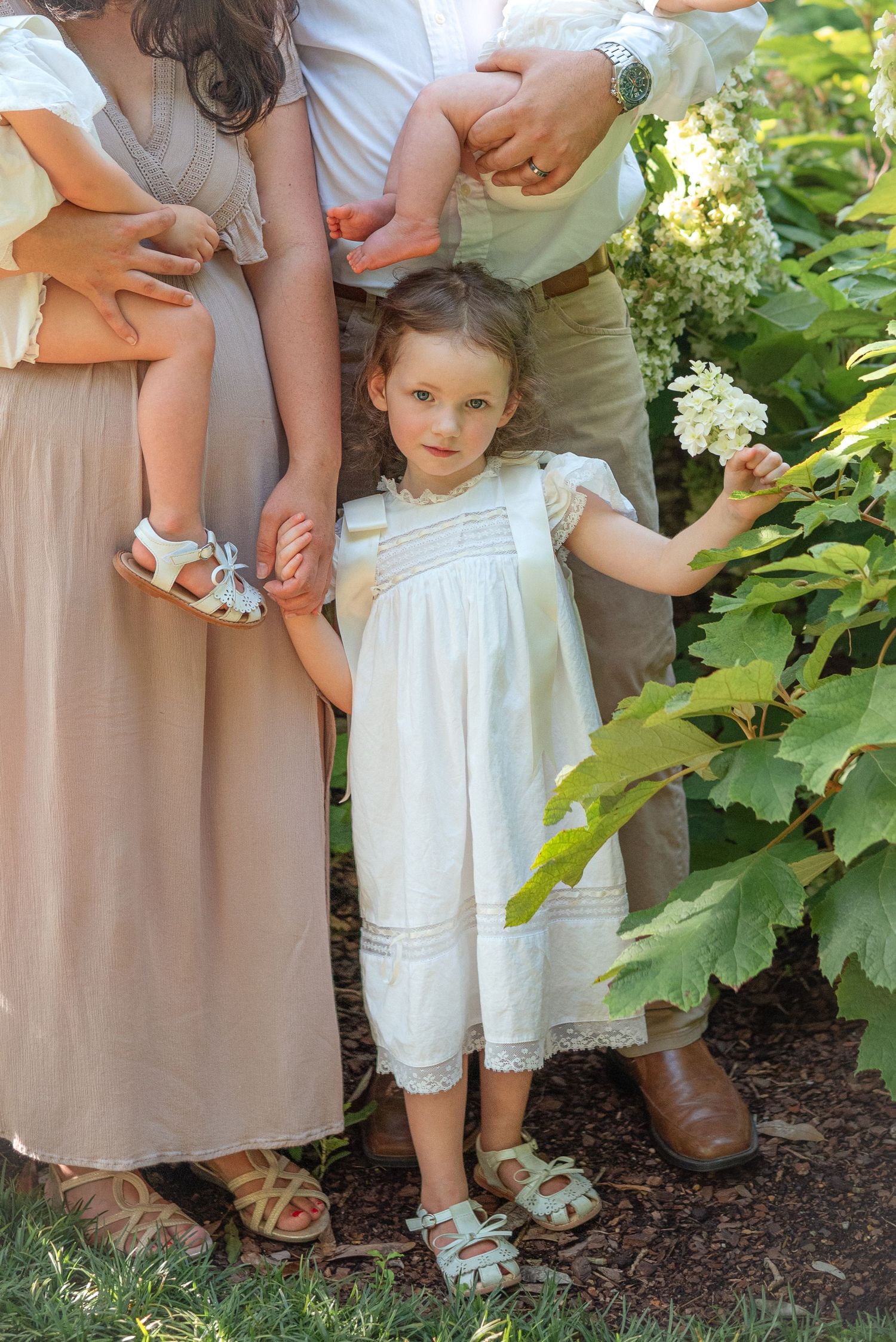 Adorable toddler girl in white dress reaching for white flowers in a garden while standing between her parents legs.