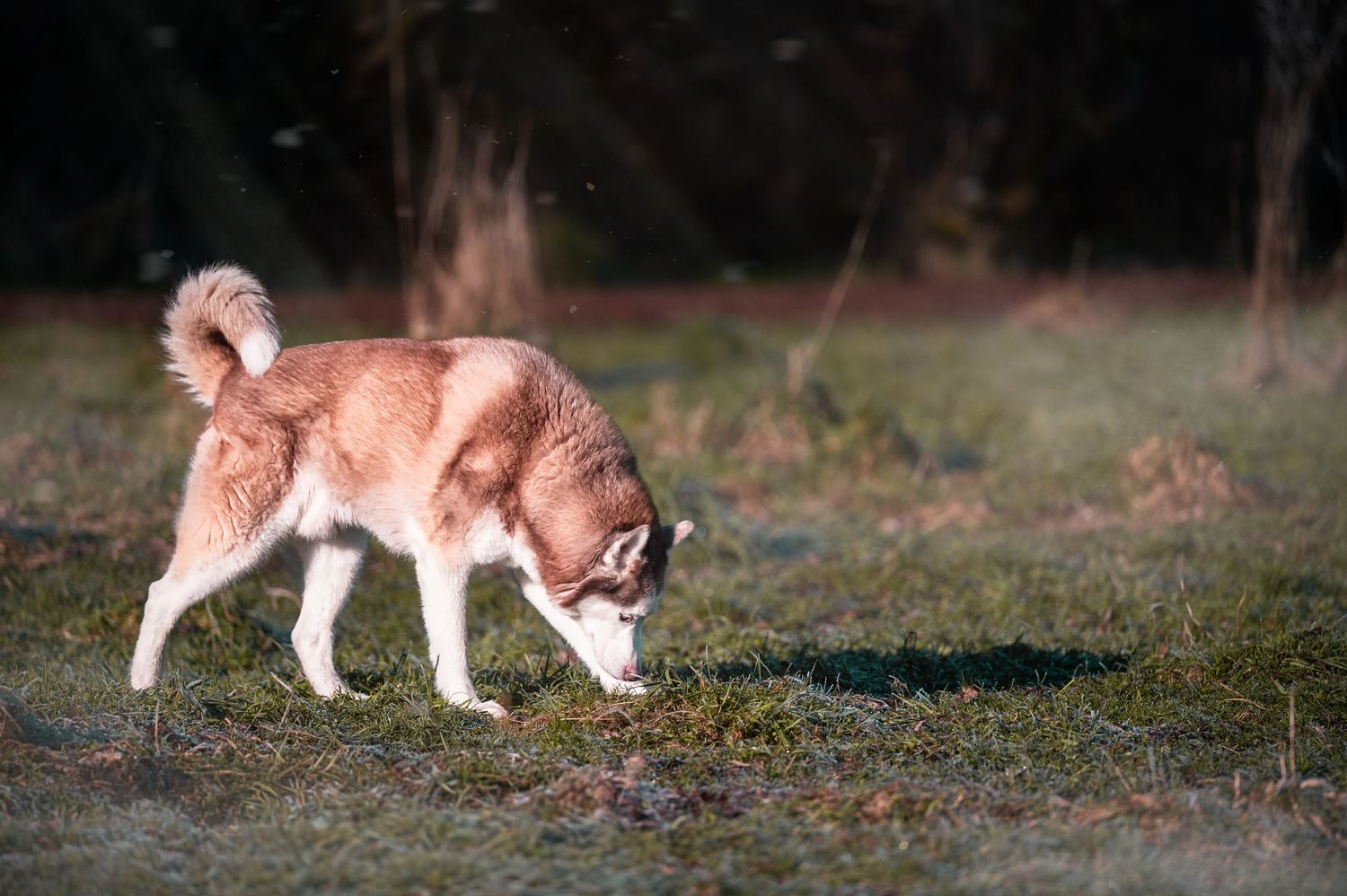 Red fox walking and foraging in a grassy field during daytime.