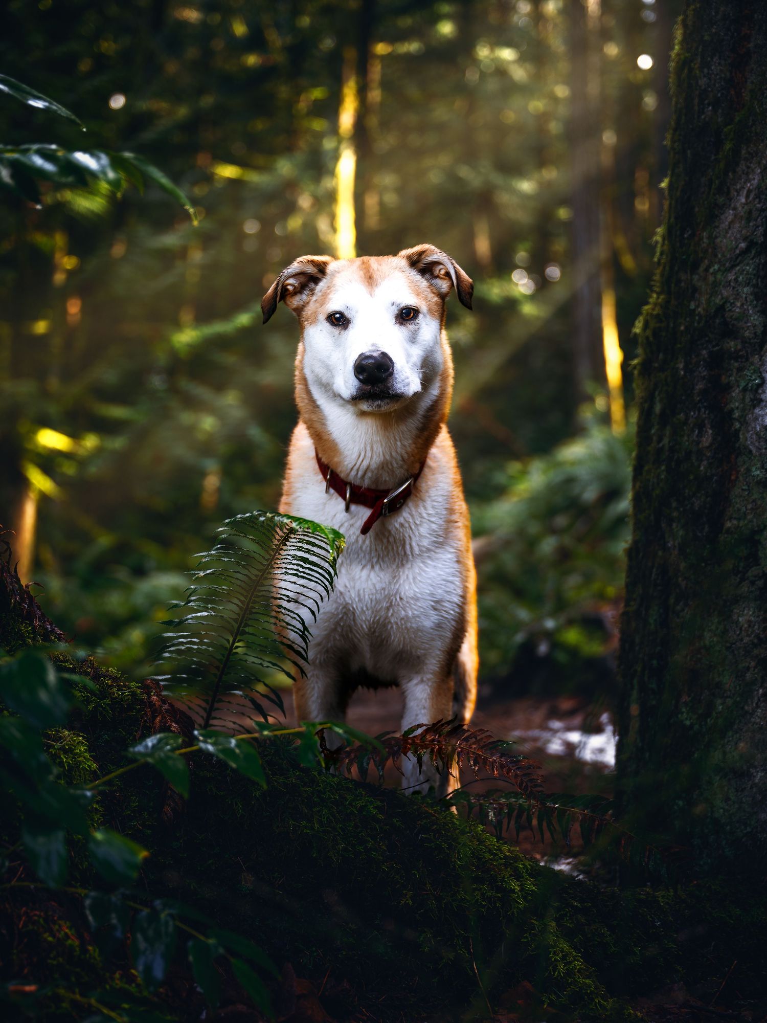 Brown and white dog sitting on mossy forest ground with trees and sunlight filtering through the branches.
