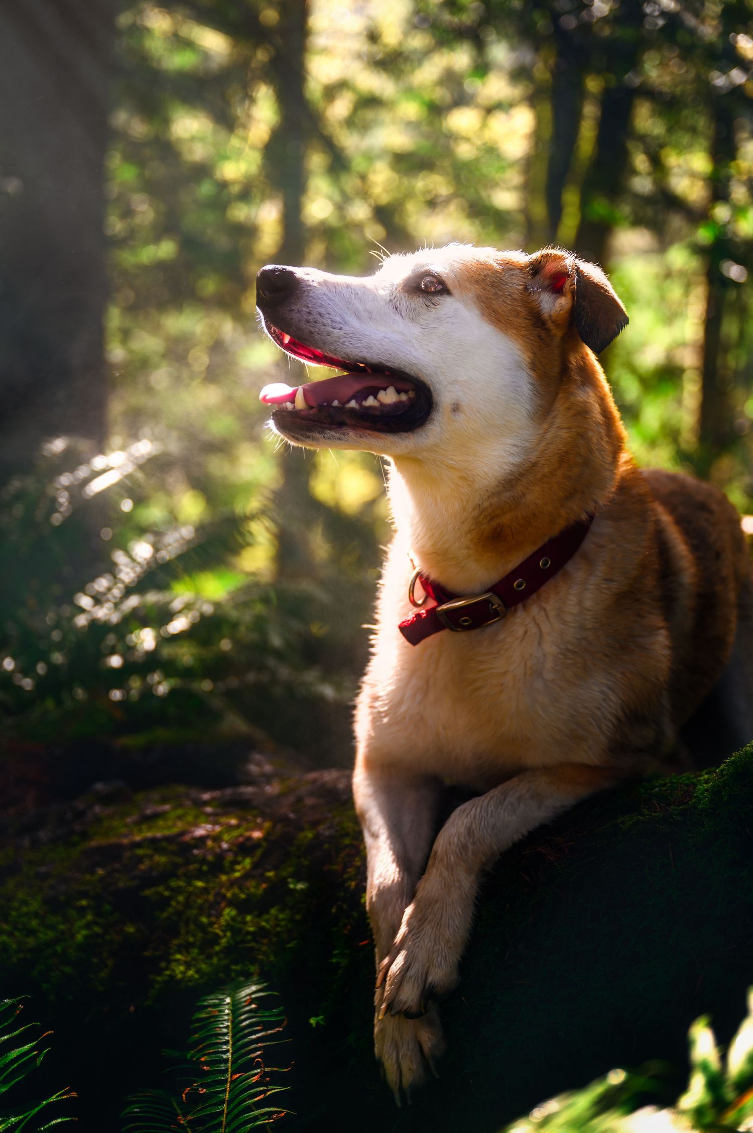 A husky dog's profile silhouetted against sunlit forest foliage in a series of connected portrait shots.