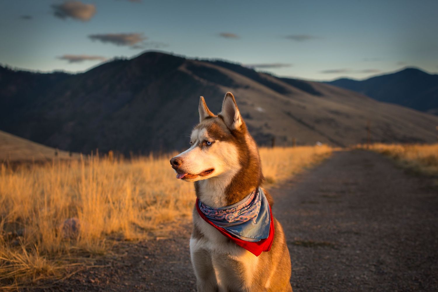 Husky dog wearing red bandana poses on trail with mountains in background during sunset.