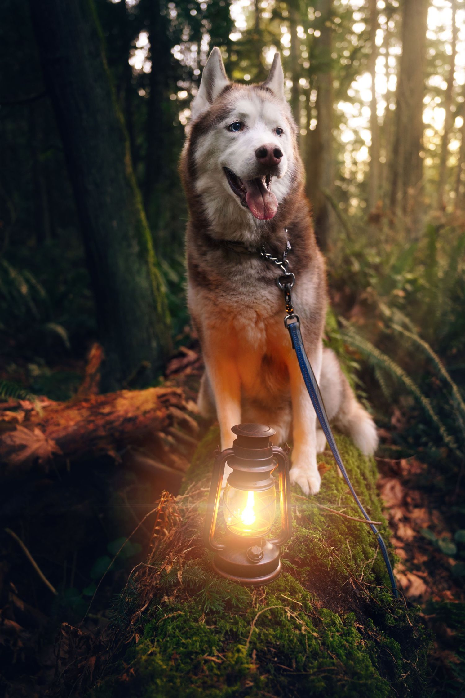 Husky dog posing next to vintage lantern on mossy forest ground at golden hour.