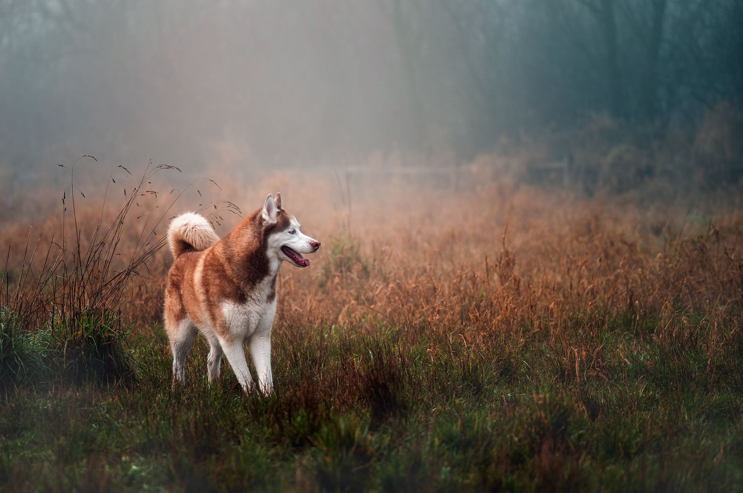 Seattle Pet Photographer