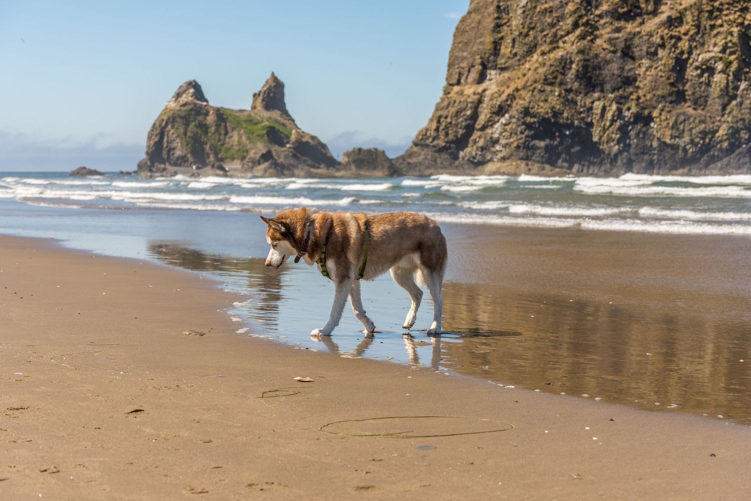 Dogs playing and running along a scenic beach with rocky cliffs in the background.